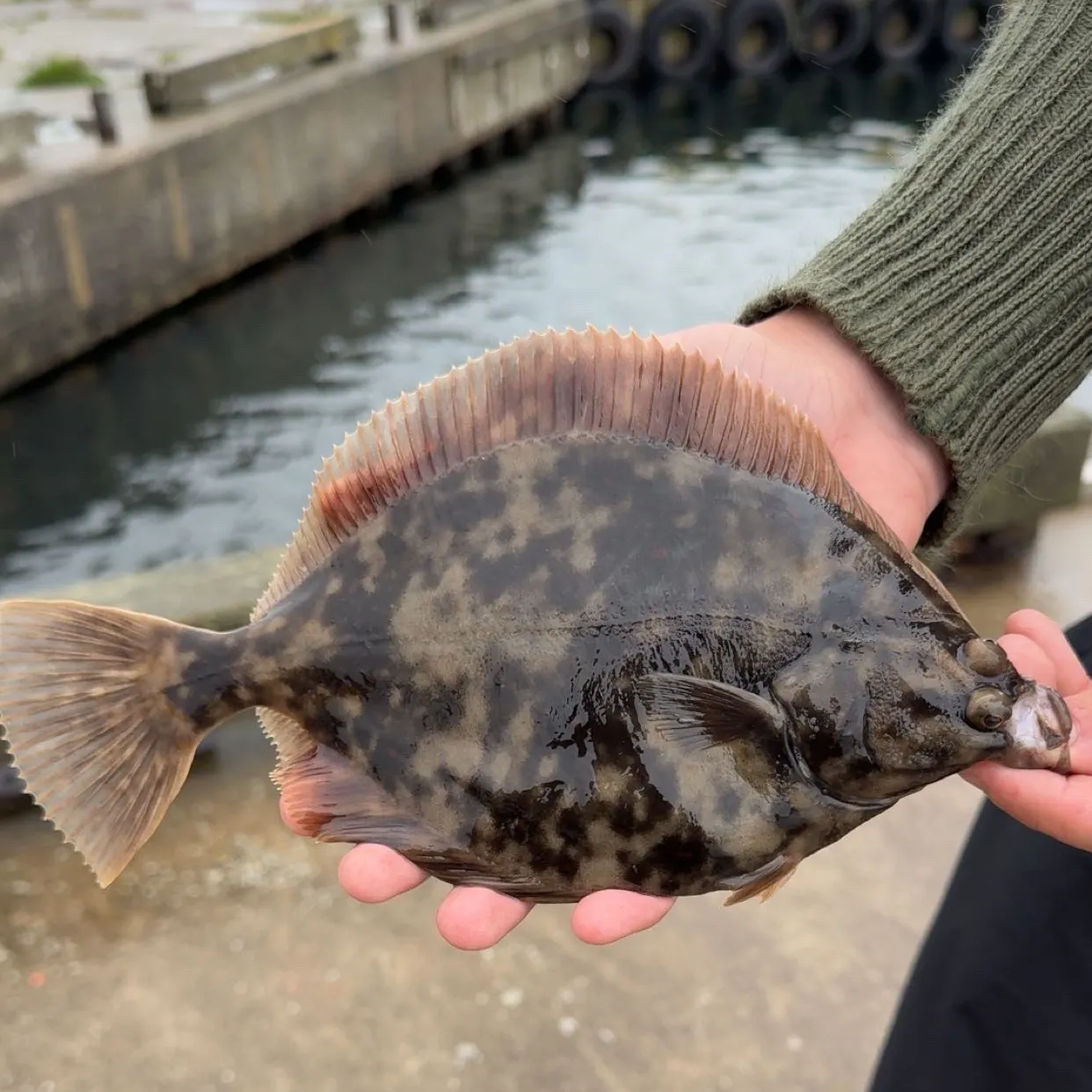 The most recent European flounder catches on Fishbrain