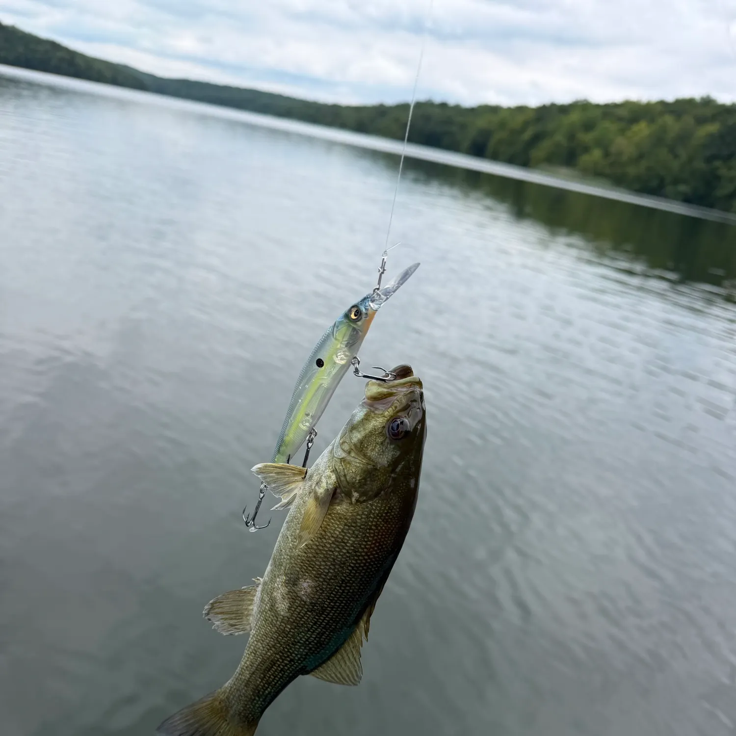 Smallmouth bass caught on Fishbrain