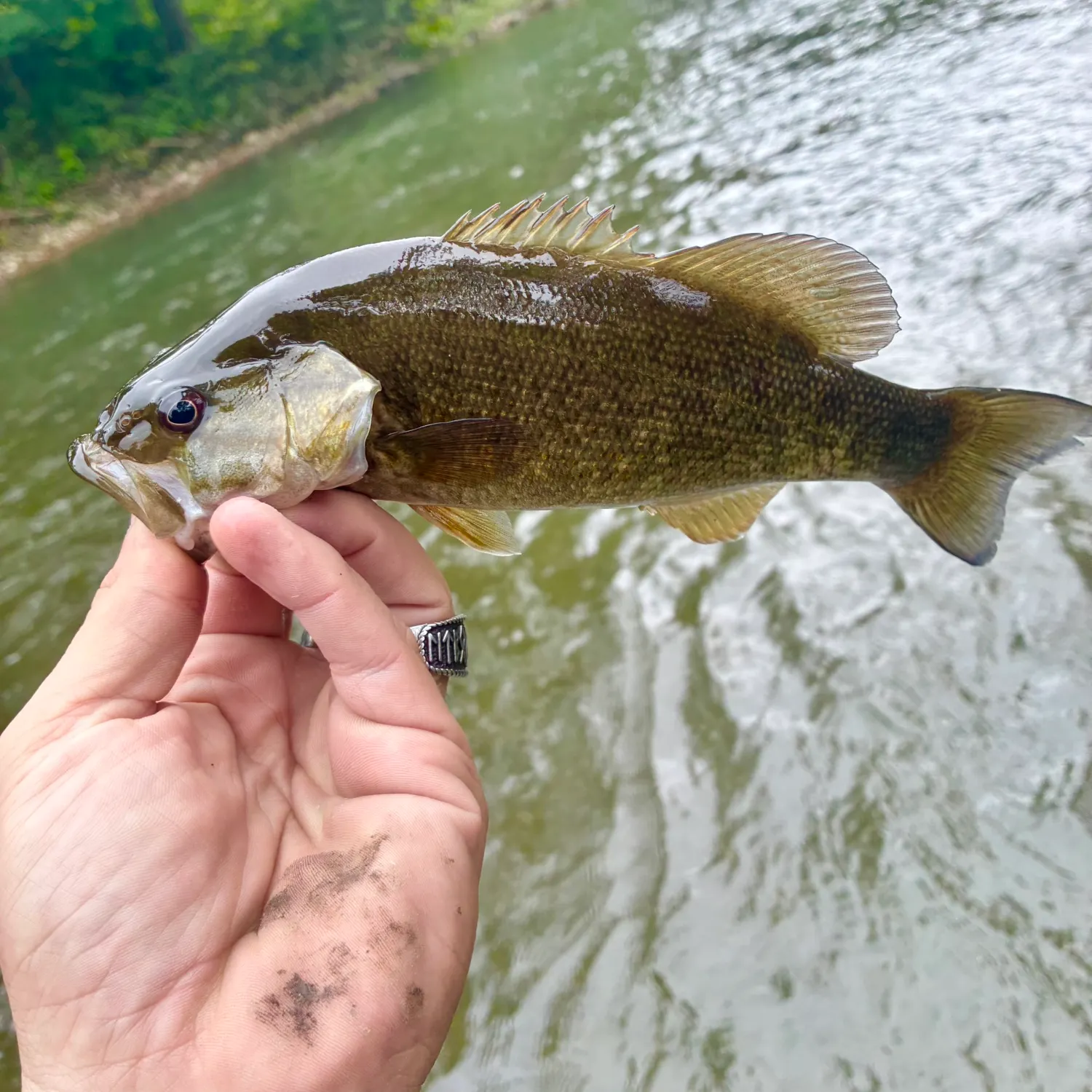 Smallmouth bass caught on Fishbrain