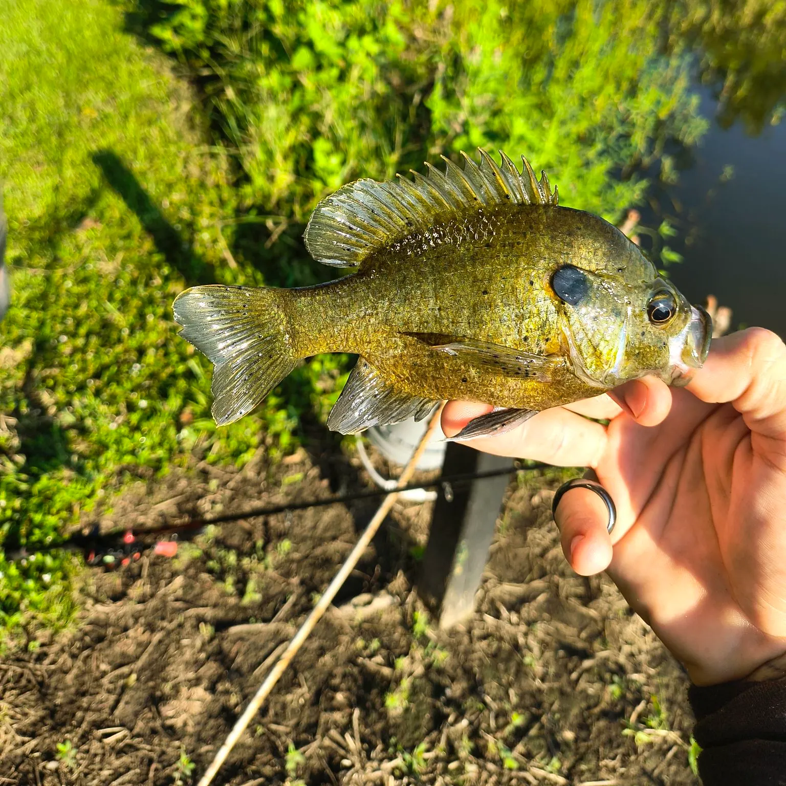 The most recent Wargill hybrid catches on Fishbrain