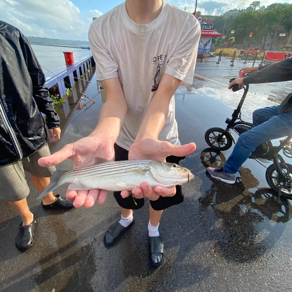 Striped bass caught on Fishbrain