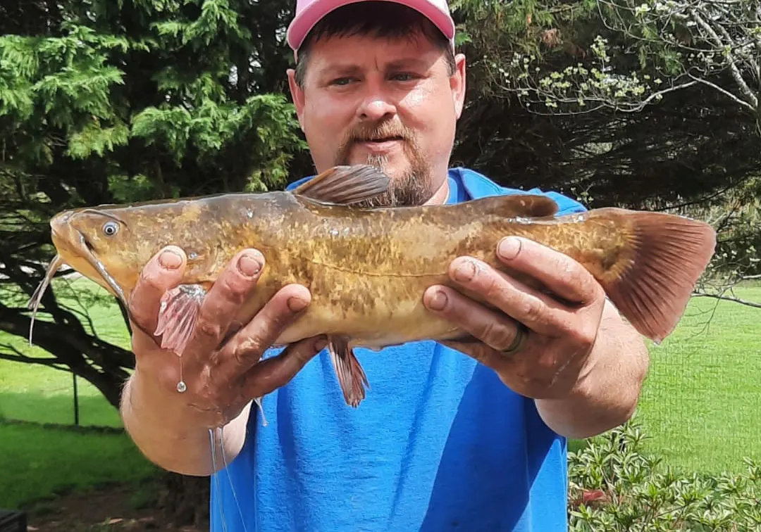 Brown bullhead