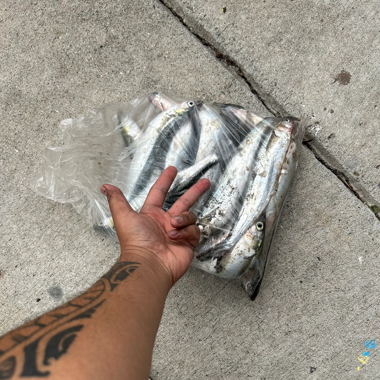 catch
