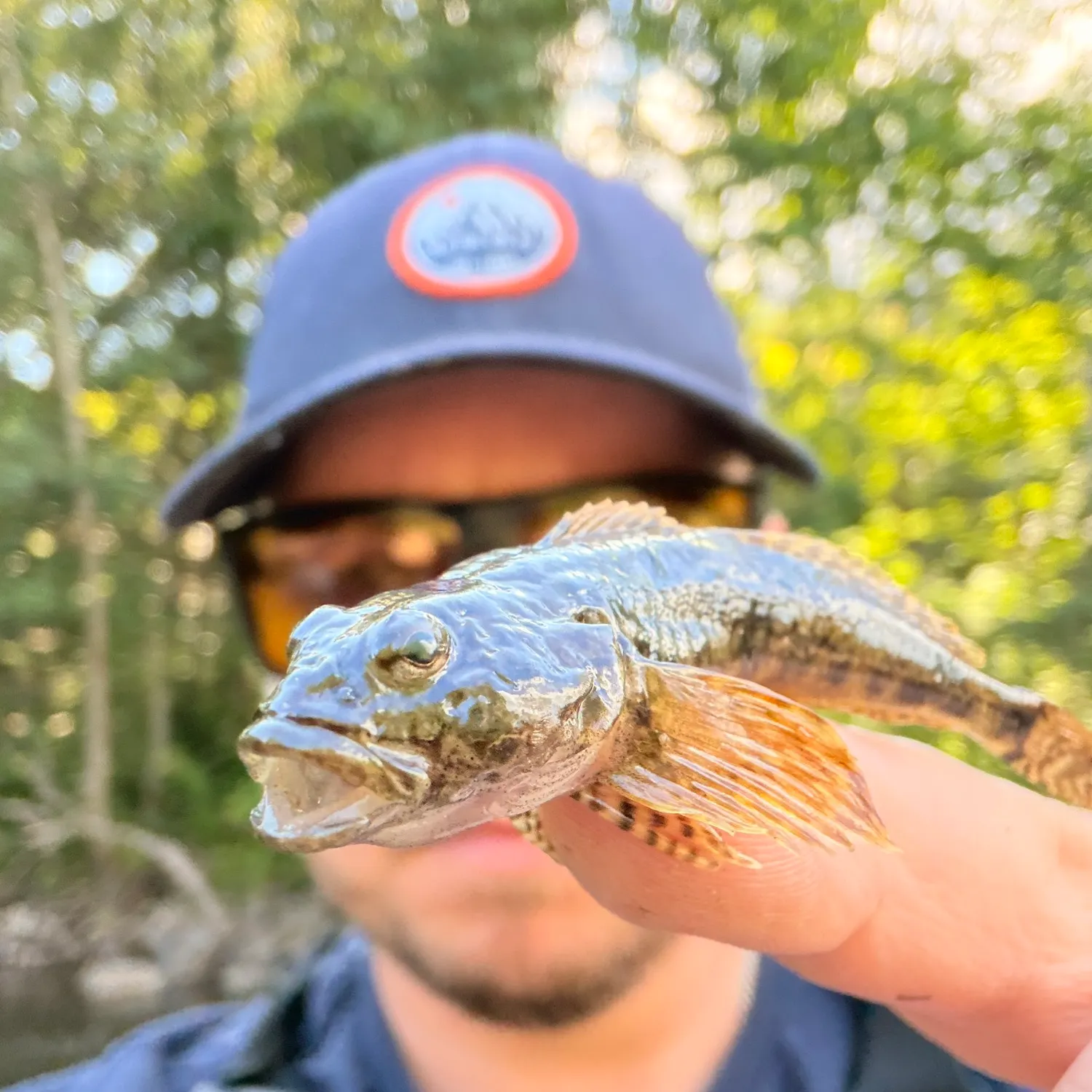 The most recent European bullhead catches on Fishbrain