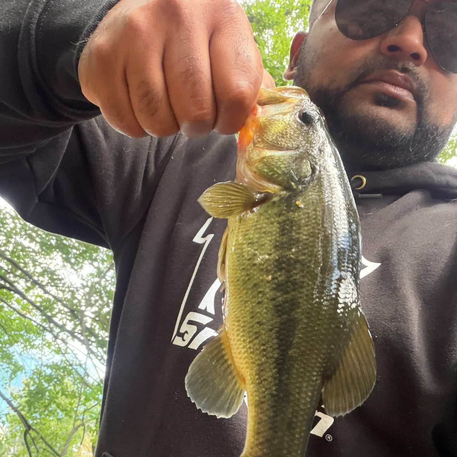 Largemouth bass caught on Fishbrain