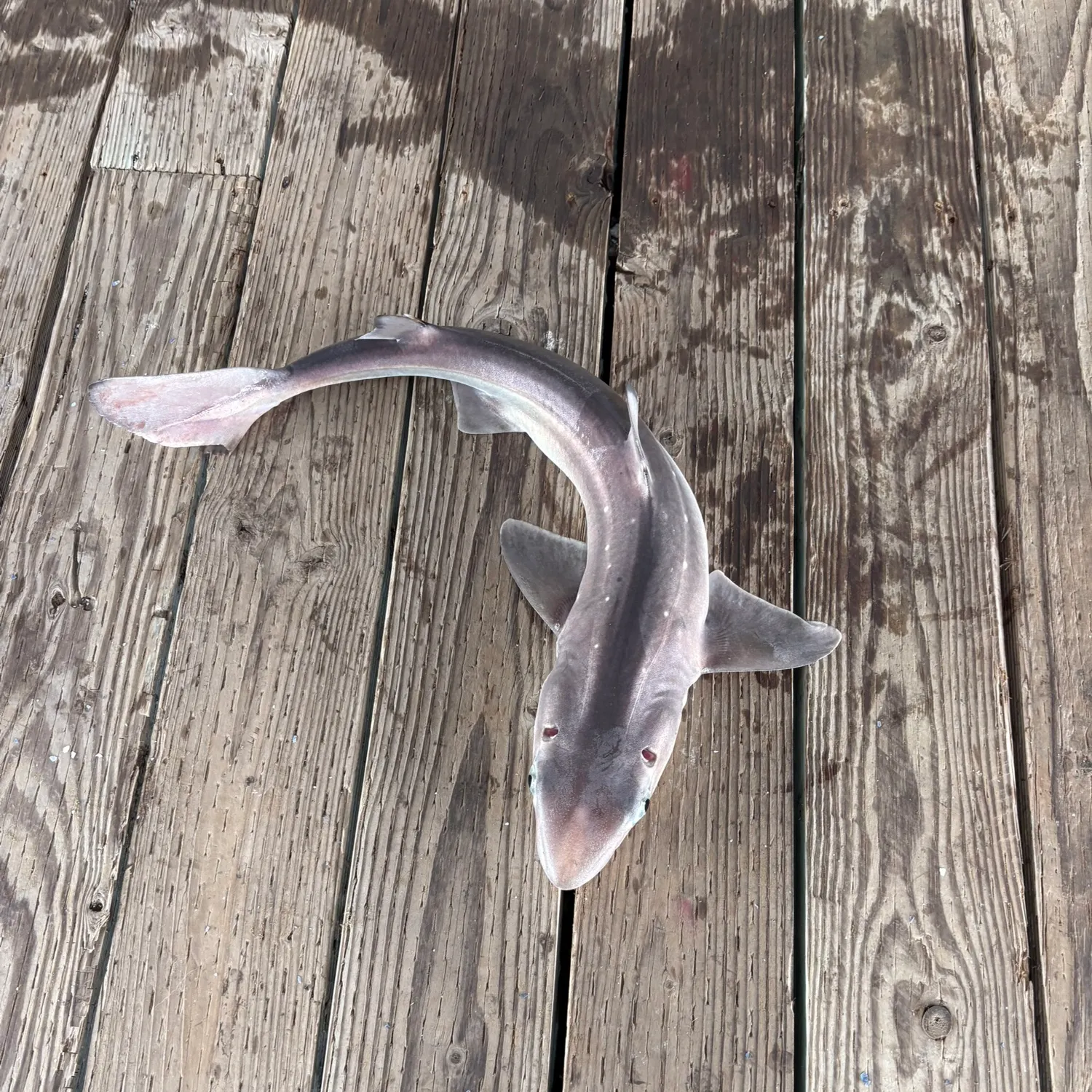 The most recent Pacific spiny dogfish catches on Fishbrain