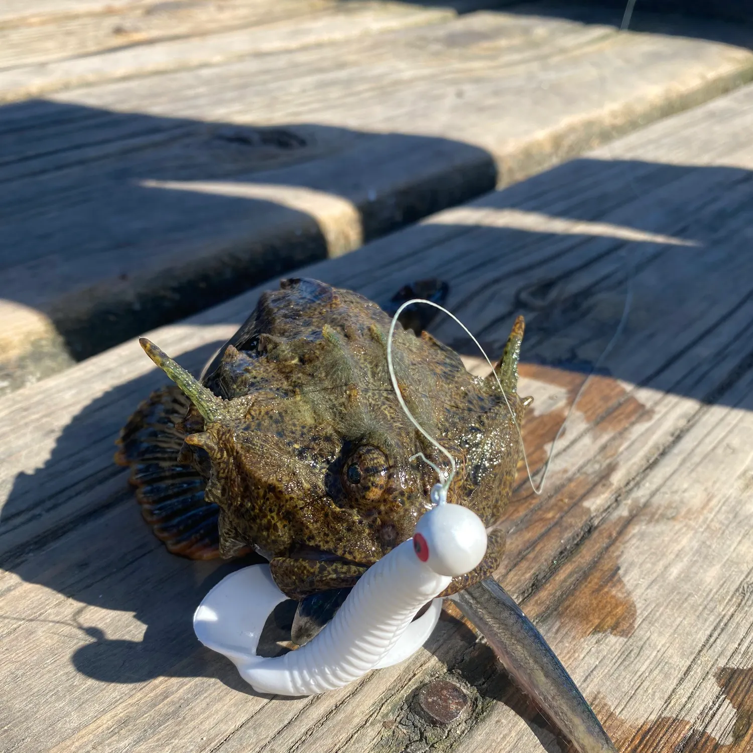 The most recent Buffalo sculpin catches on Fishbrain