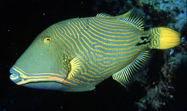 Orange-lined triggerfish