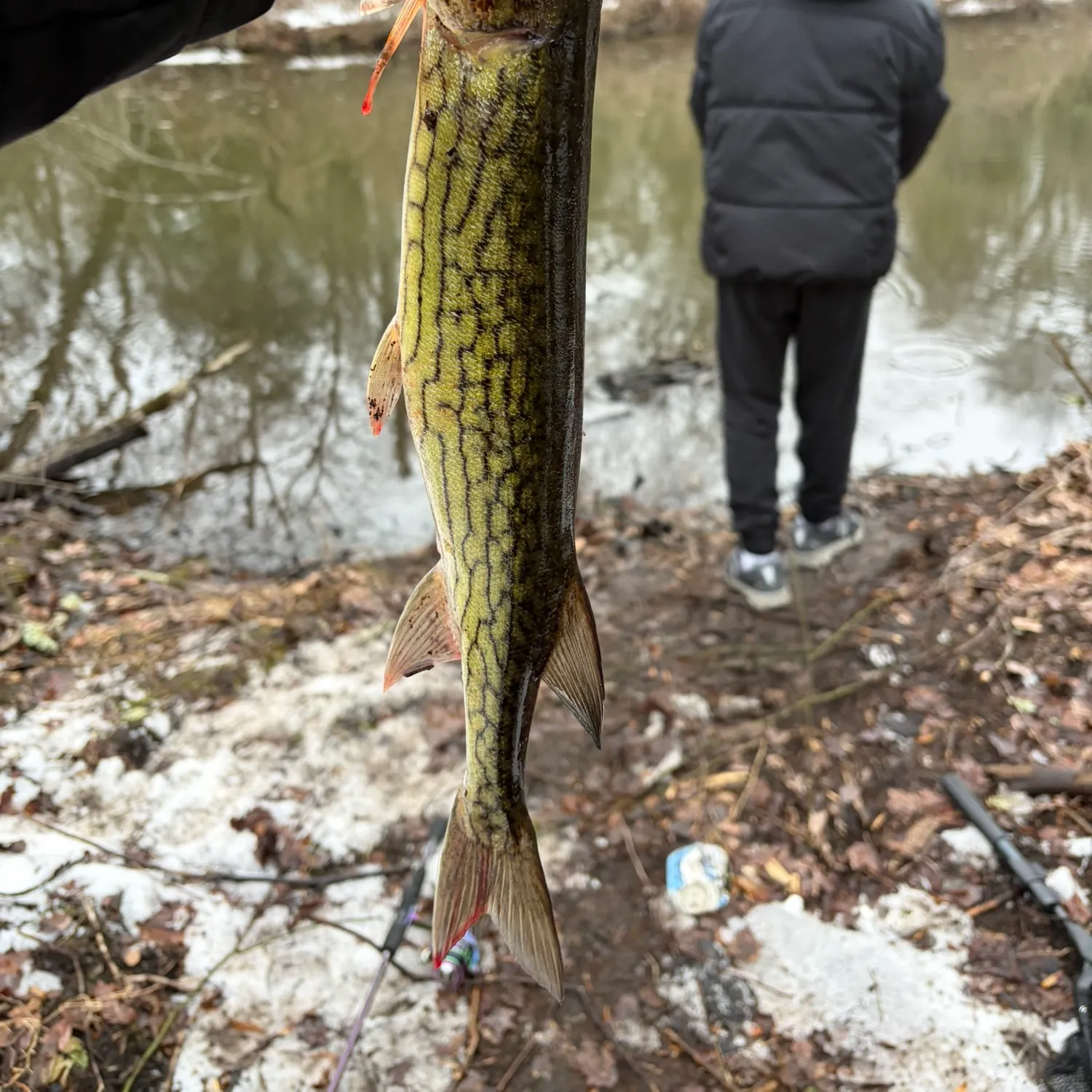 The most recent Chain pickerel catches on Fishbrain
