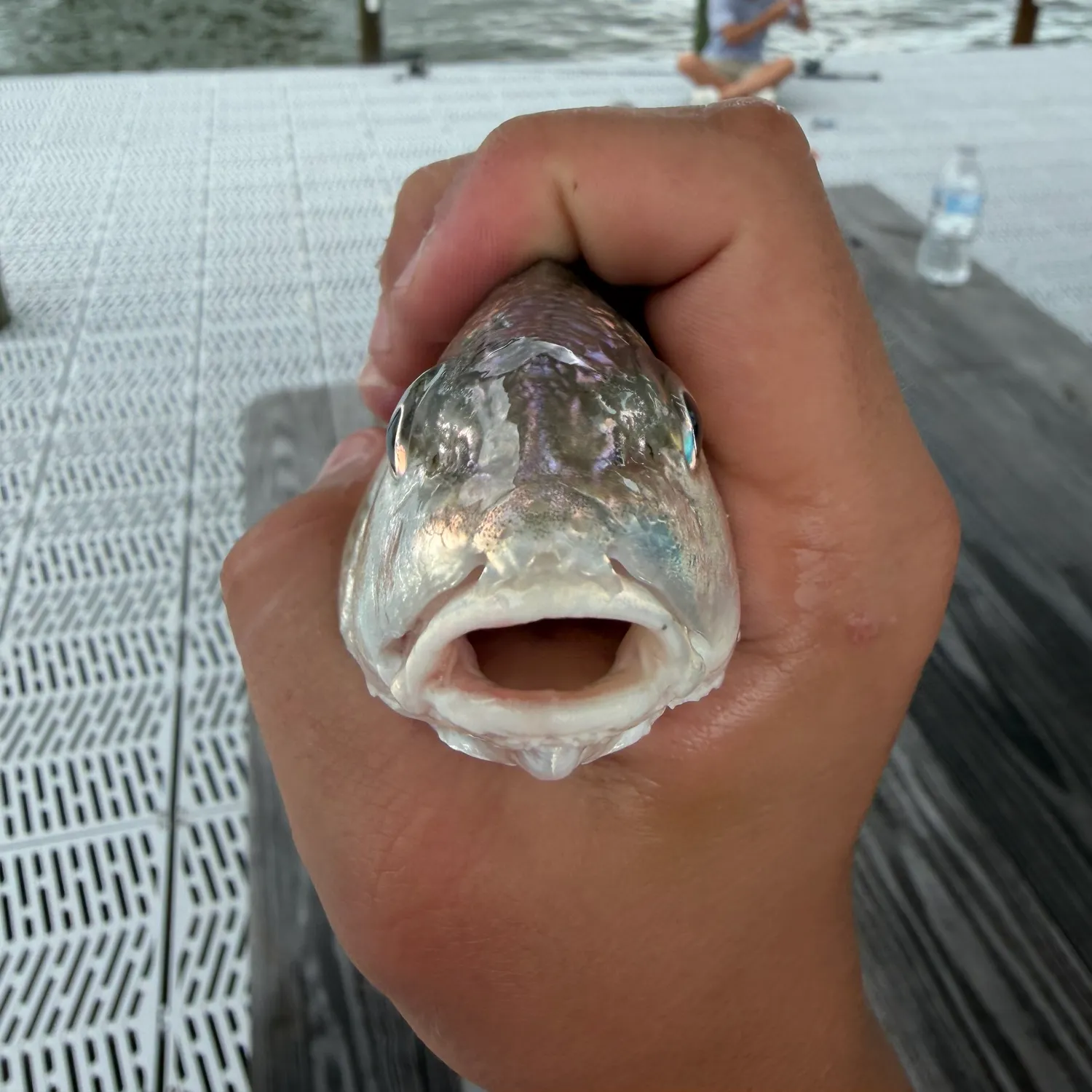 Atlantic croaker caught on Fishbrain