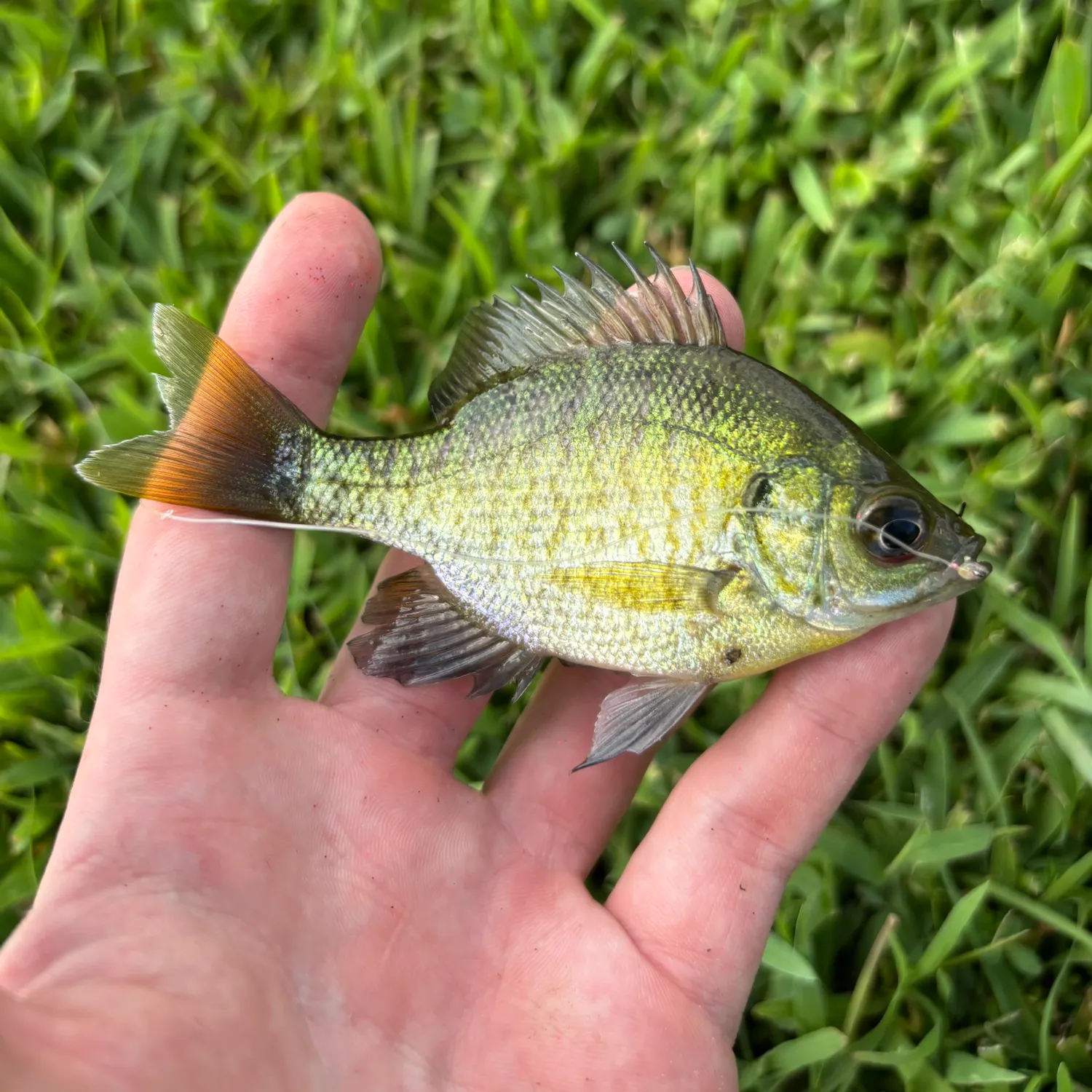 Bluegill caught on Fishbrain