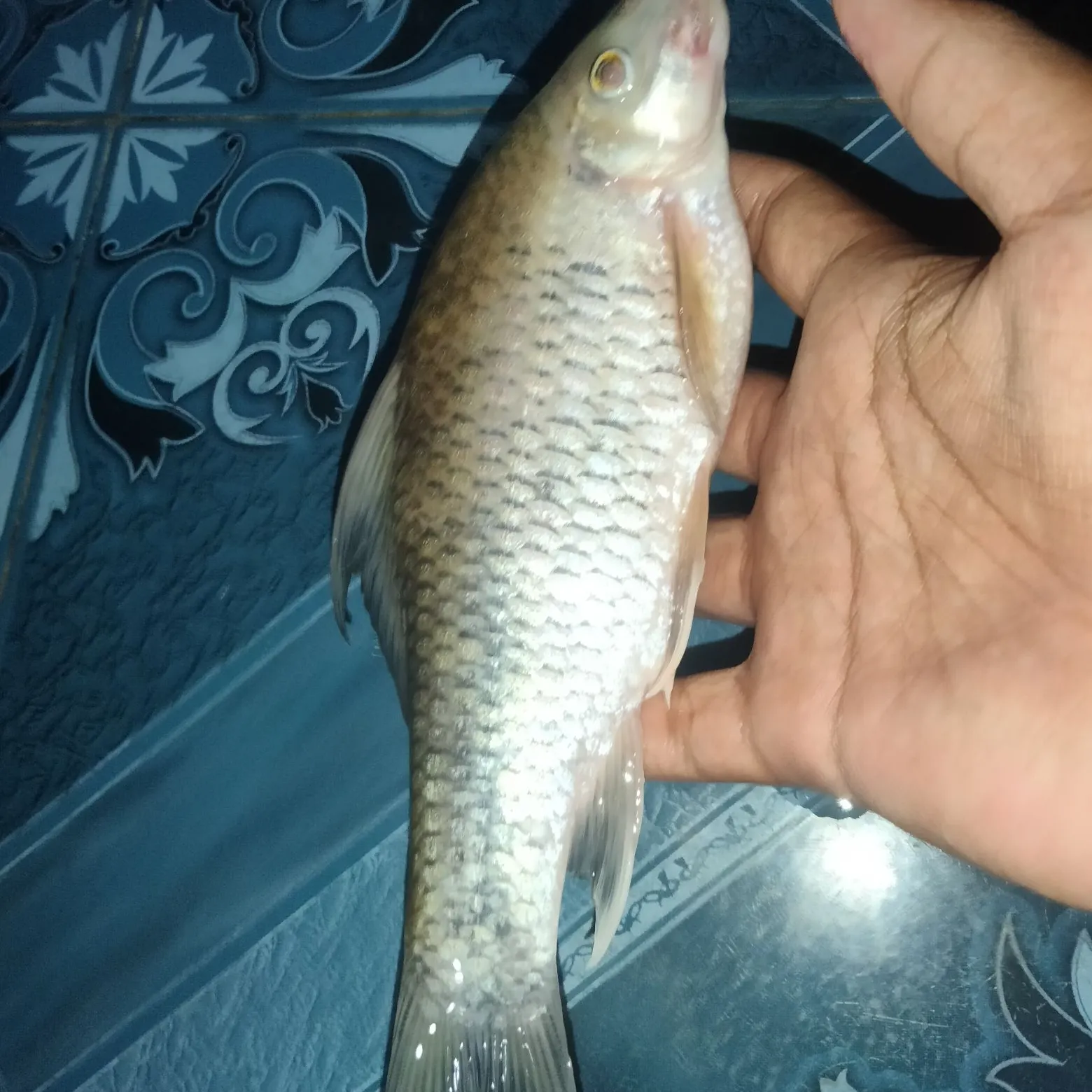The most recent Java barb catches on Fishbrain