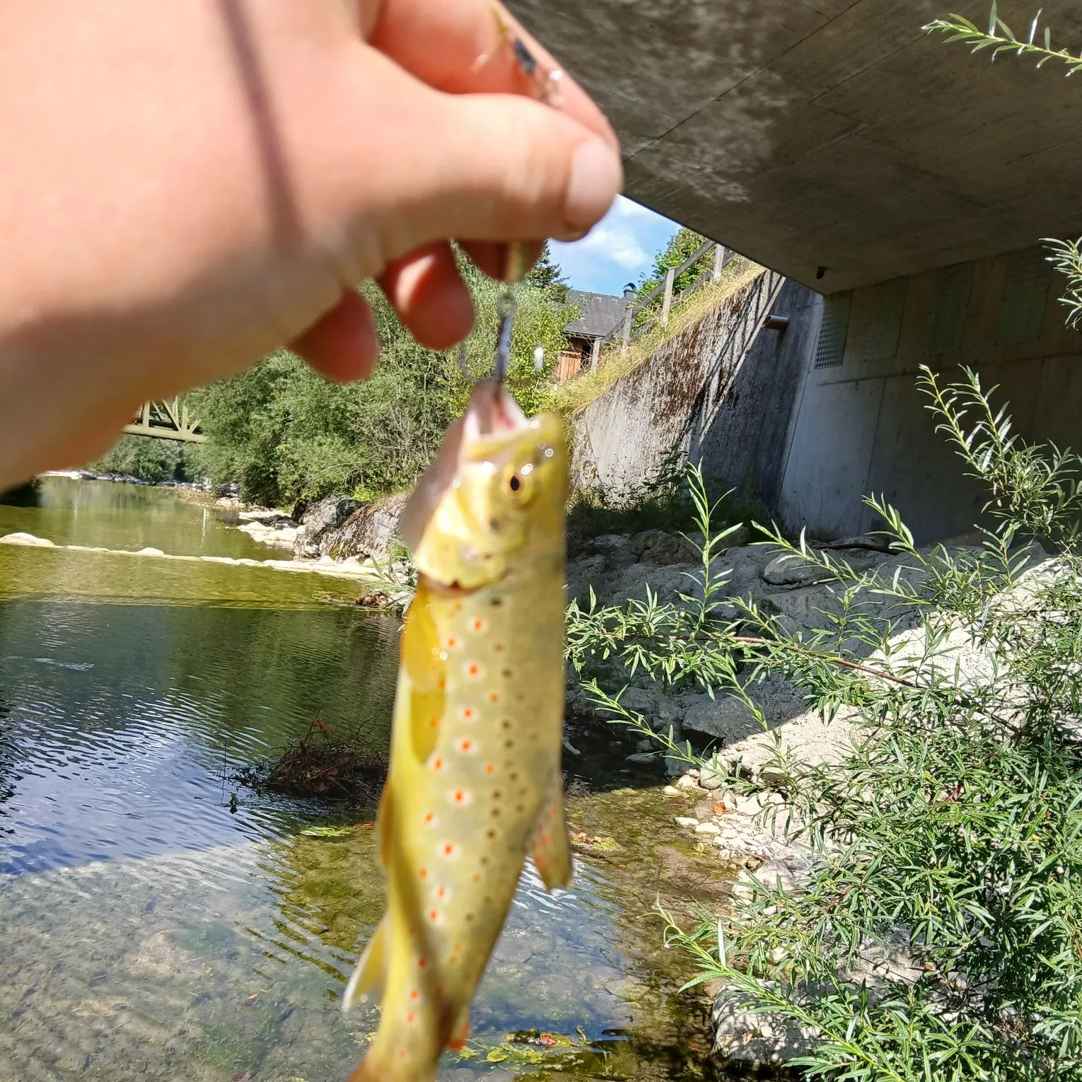 Brown trout caught on Fishbrain