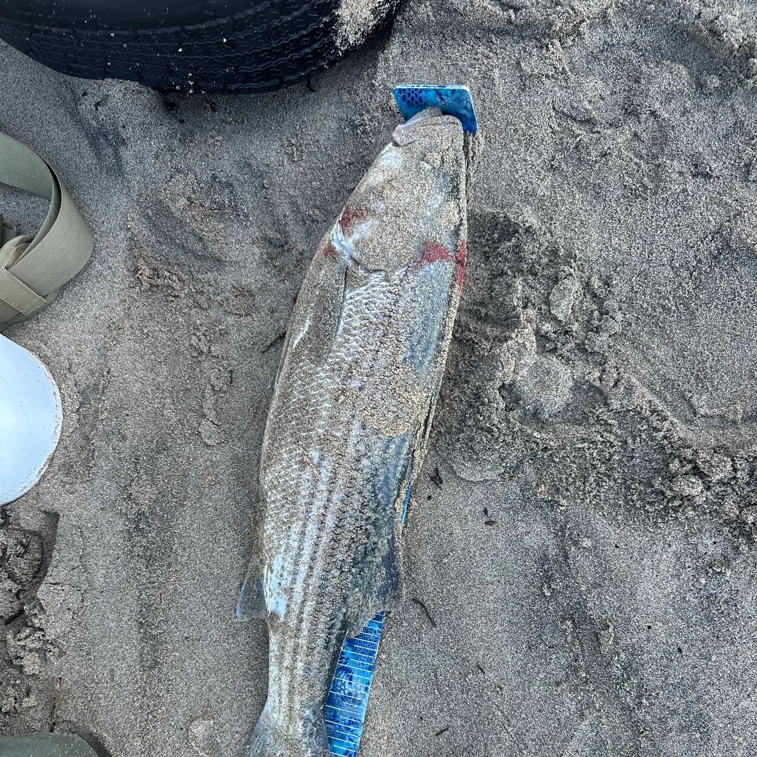 The most recent Striped mullet catches on Fishbrain