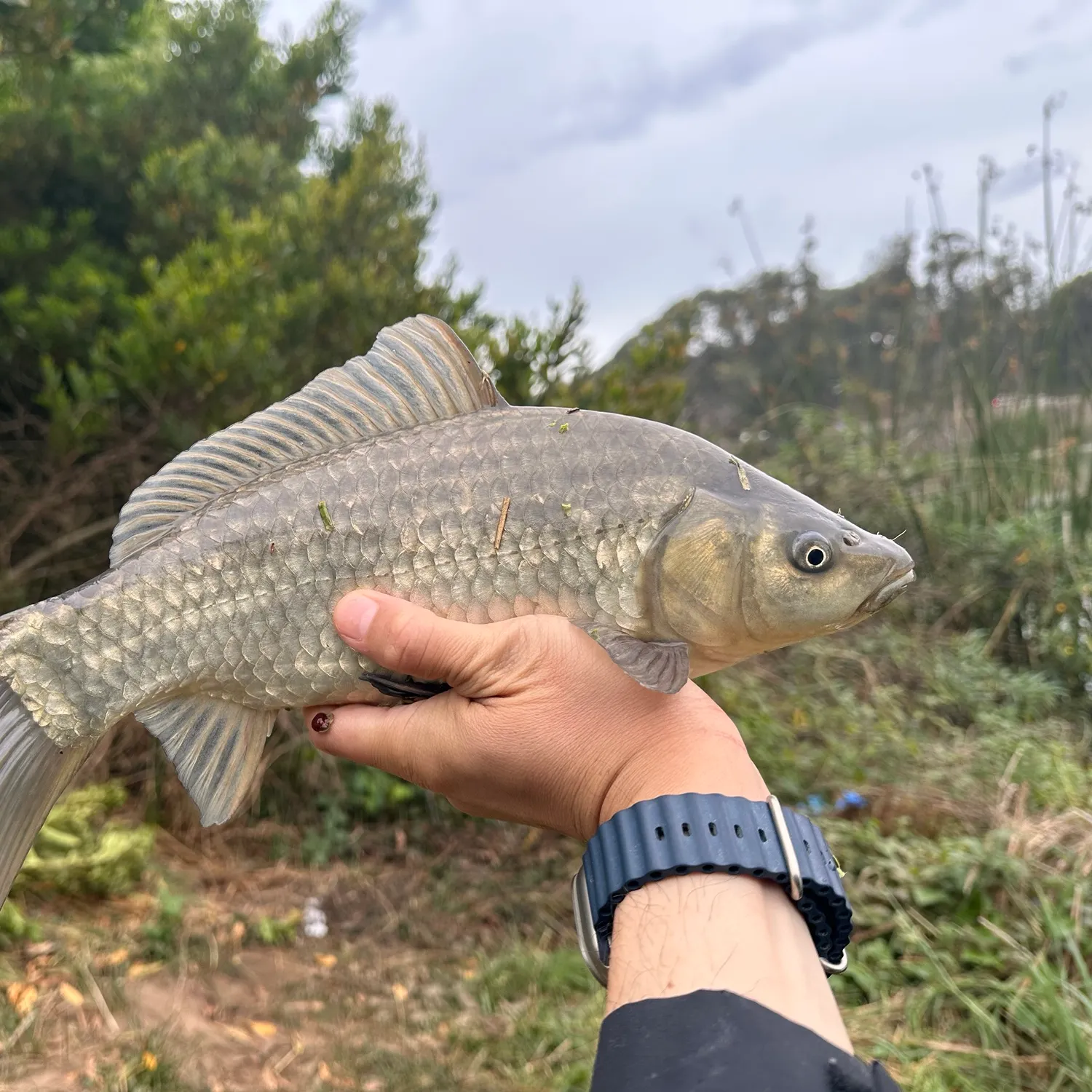 Crucian carp caught on Fishbrain