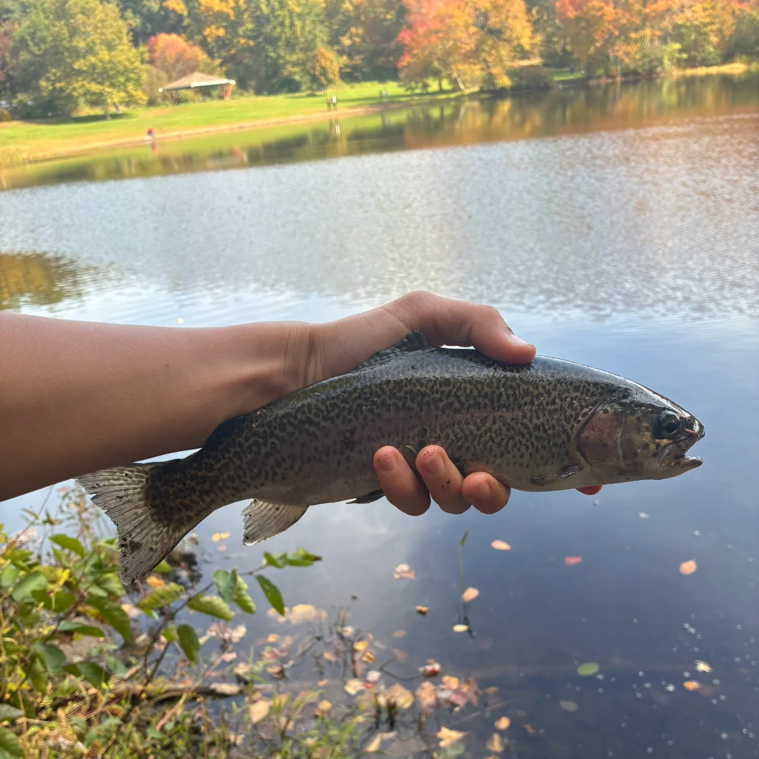 Rainbow trout caught on Fishbrain