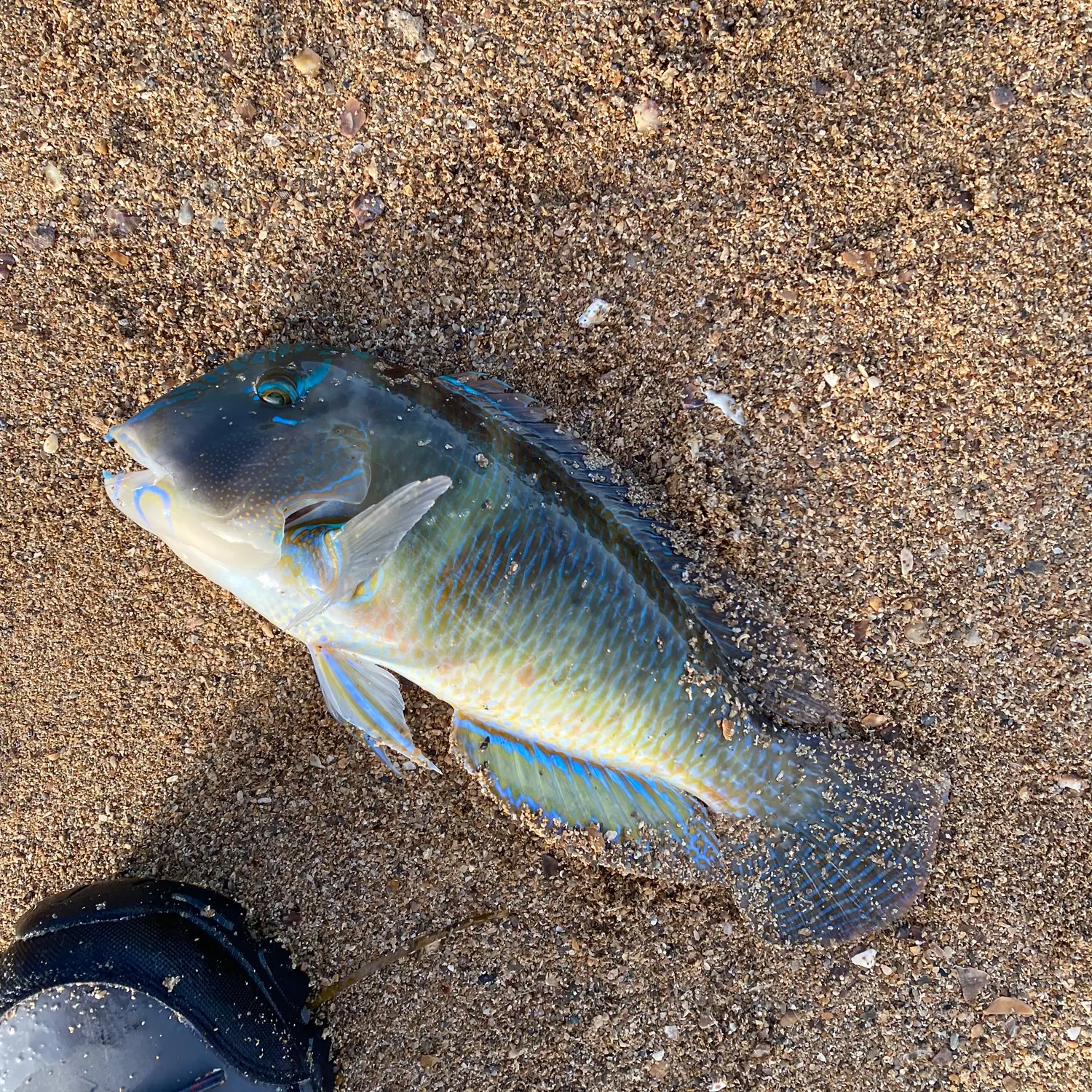 The most recent Common parrotfish catches on Fishbrain