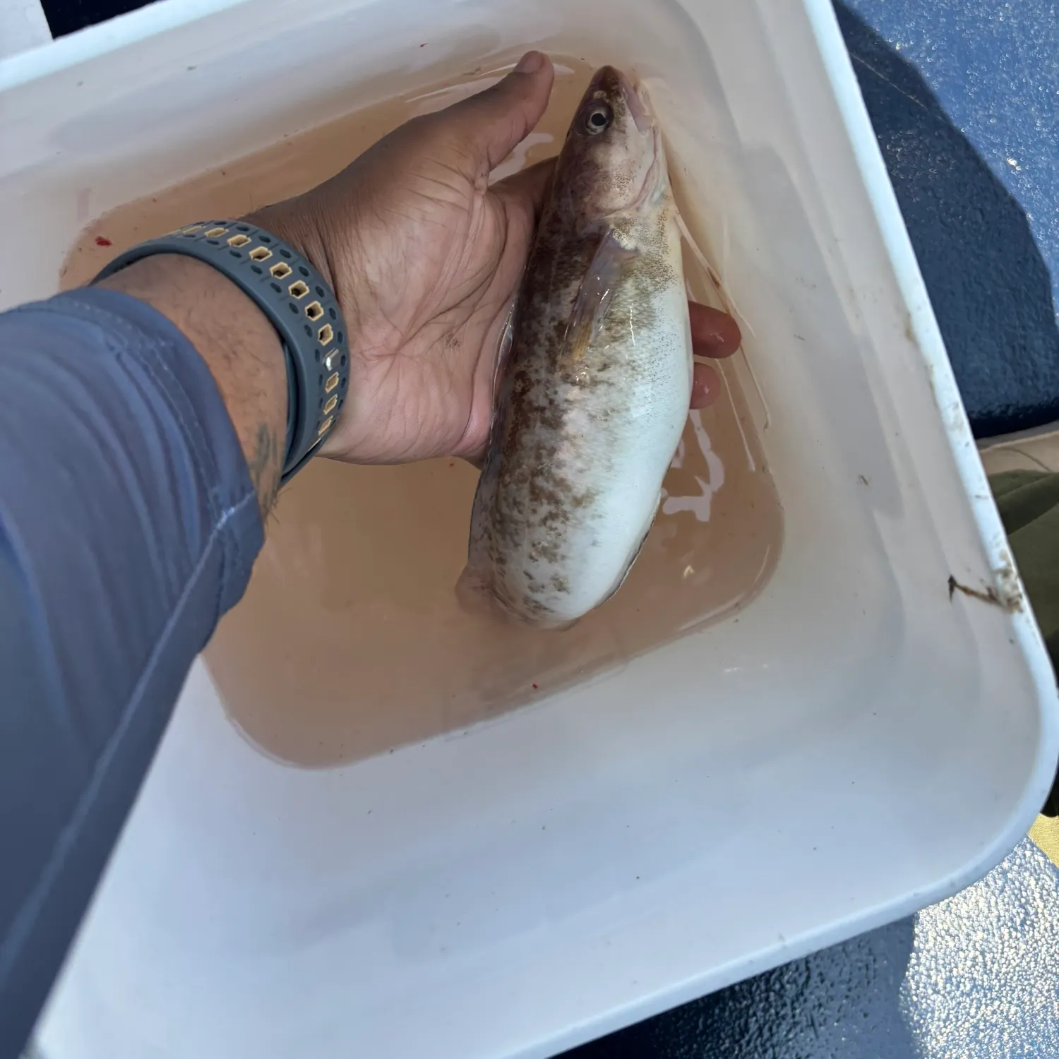 The most recent Whiting catches on Fishbrain