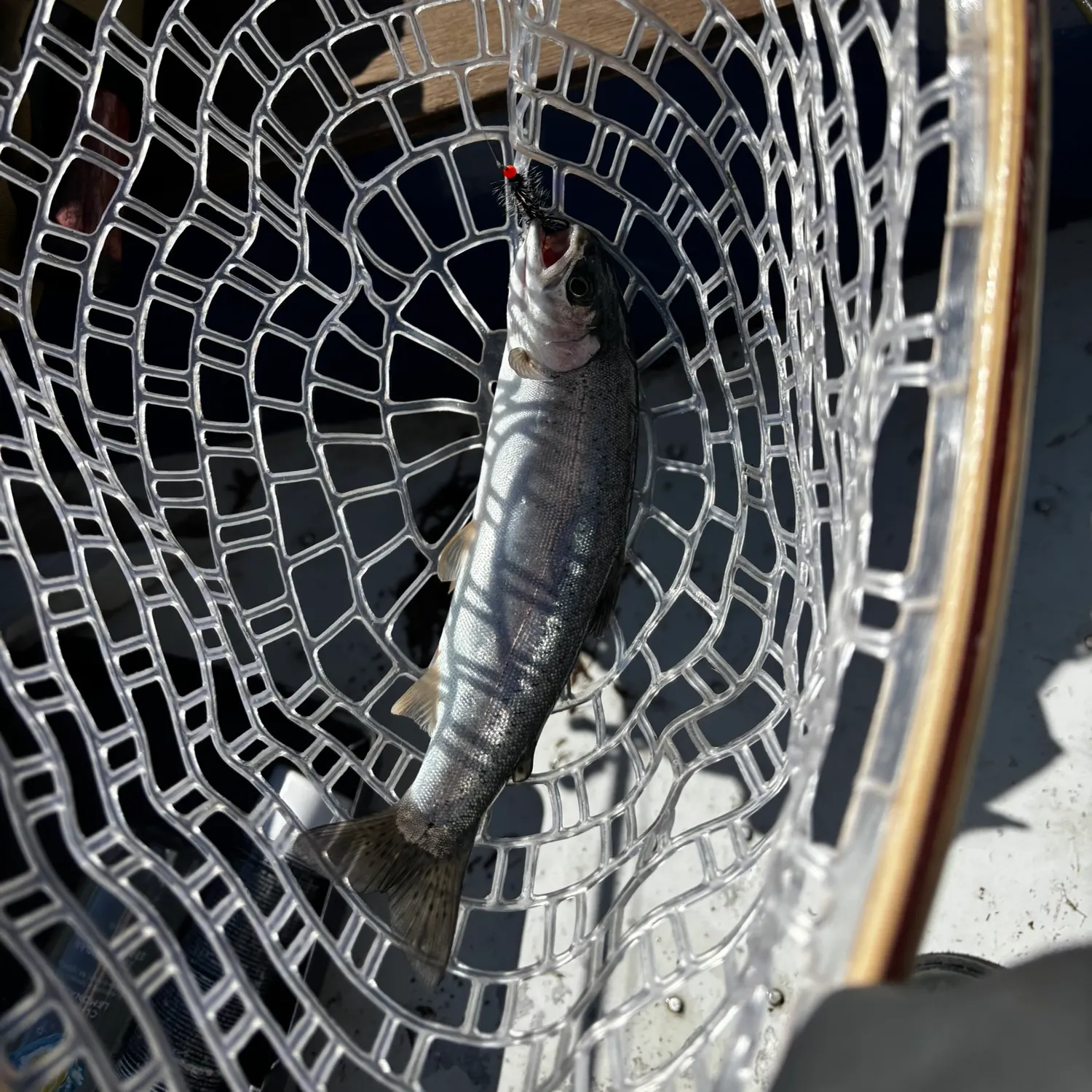 Rainbow trout caught on Fishbrain