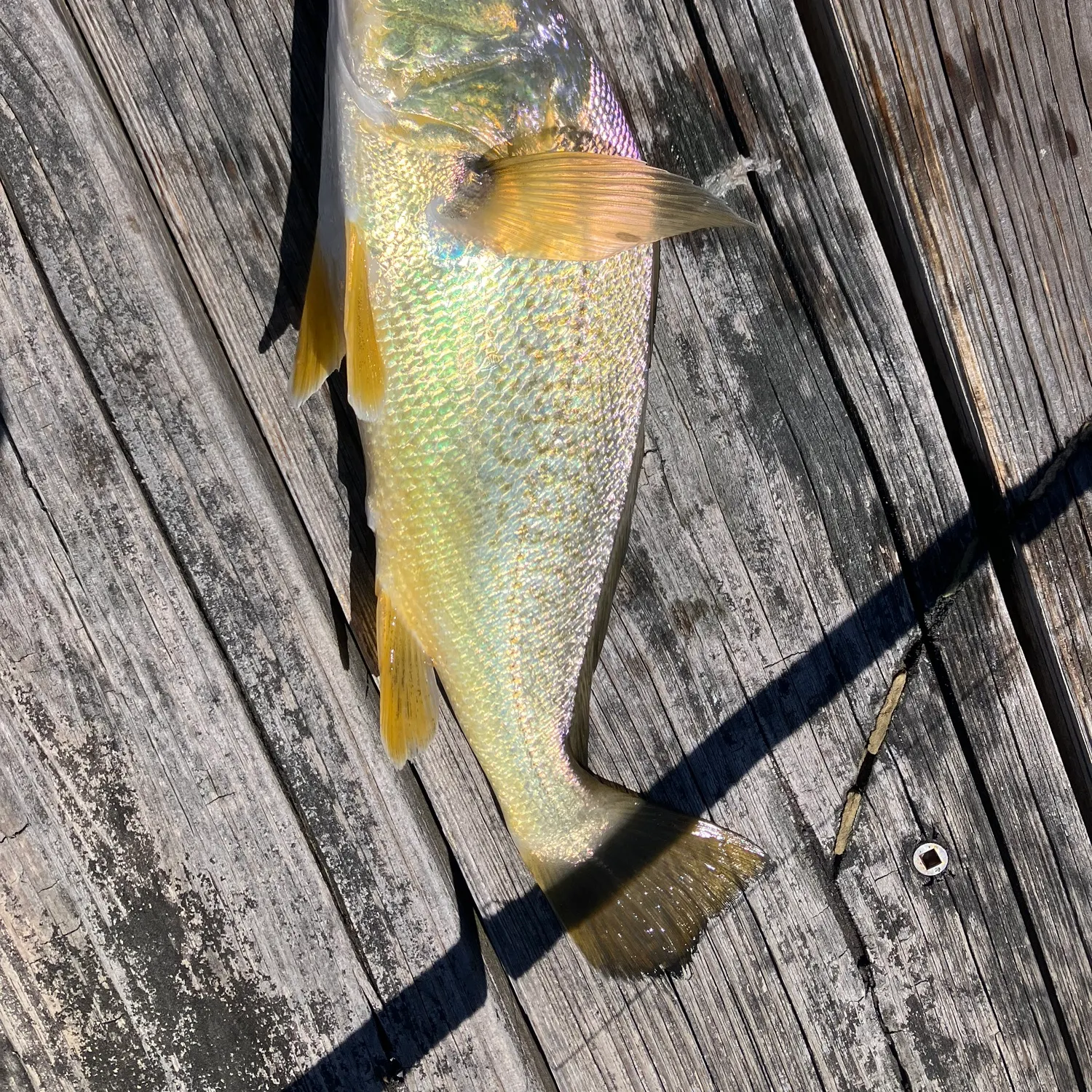 The most recent Atlantic croaker catches on Fishbrain