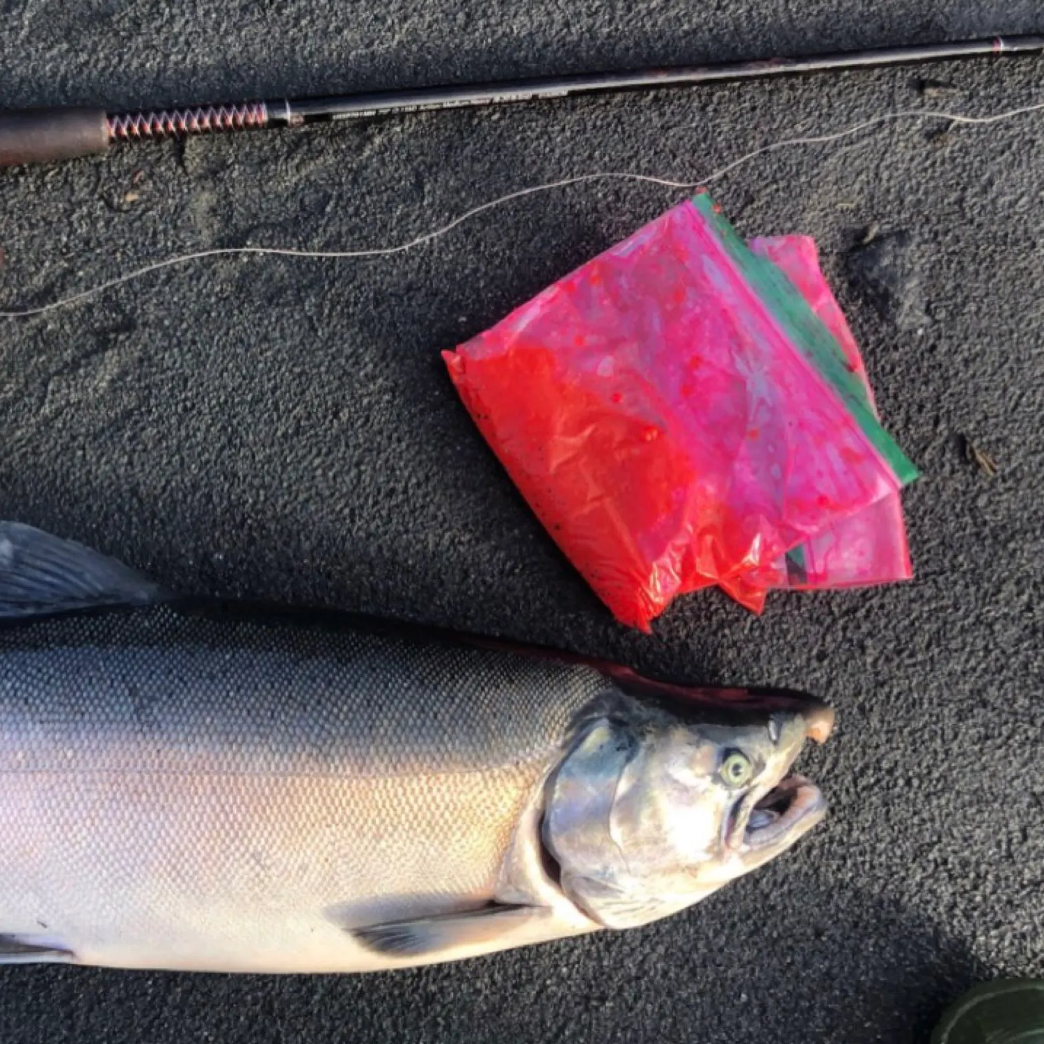 recently logged catches