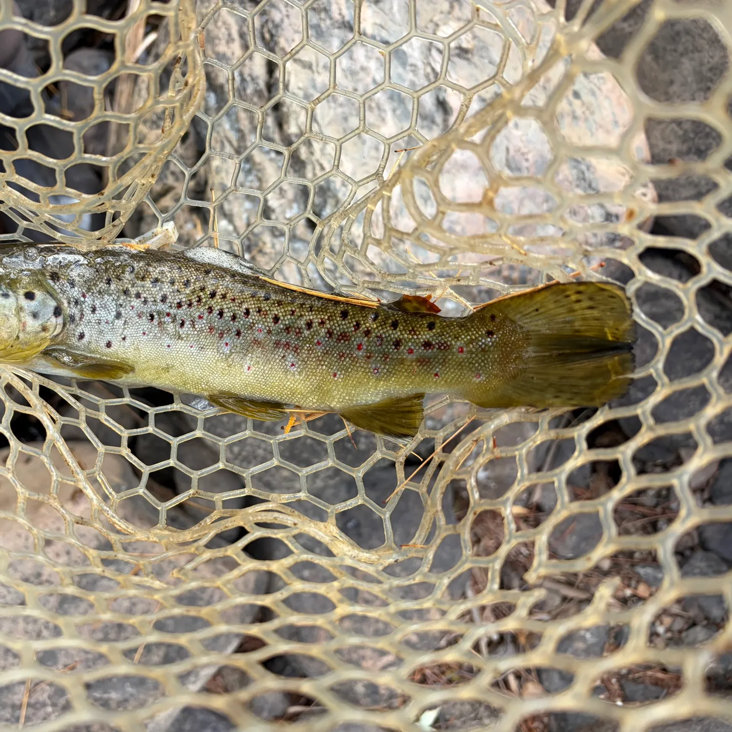 Brown trout caught on Fishbrain