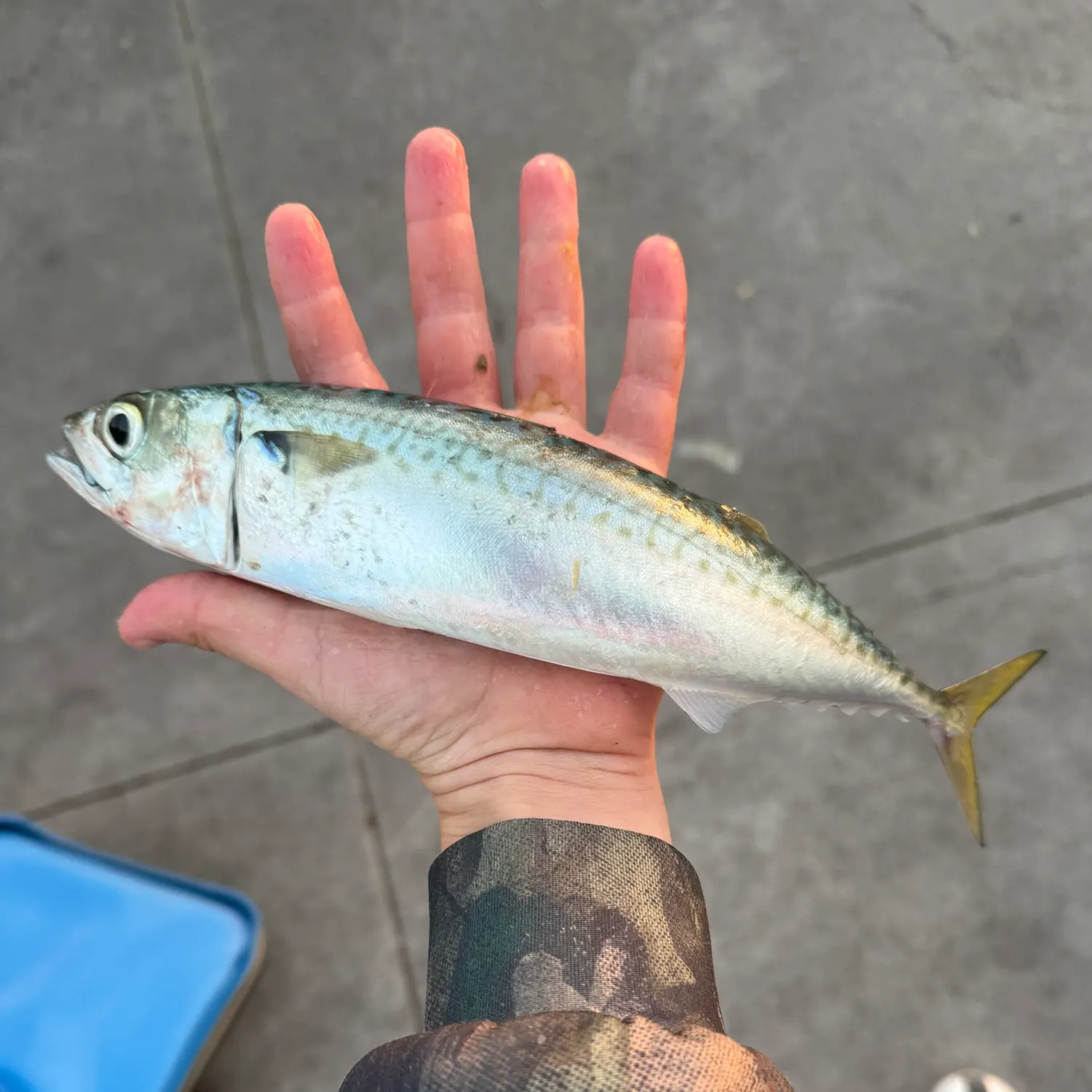 The most recent Pacific chub mackerel catches on Fishbrain