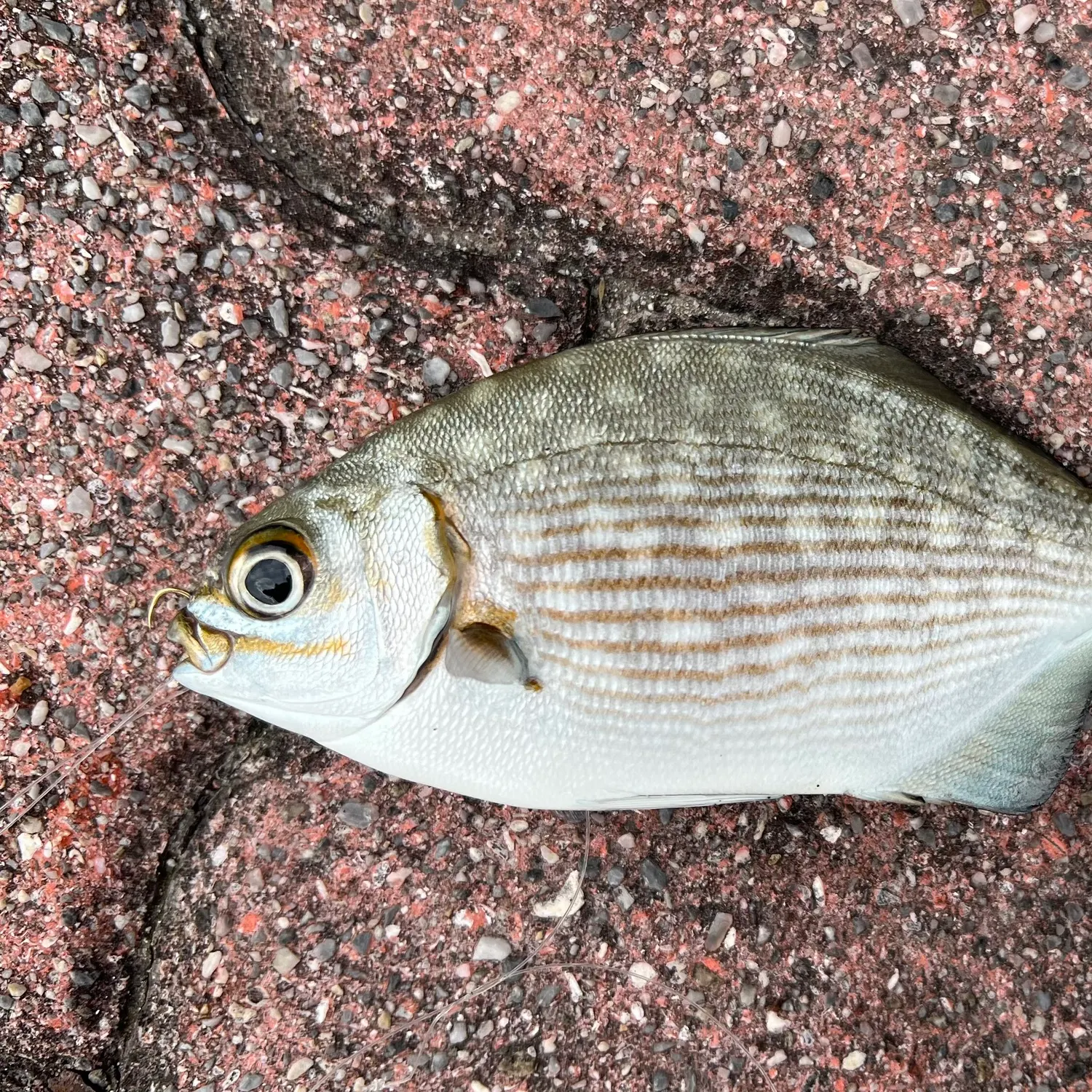 The most recent Brassy chub catches on Fishbrain