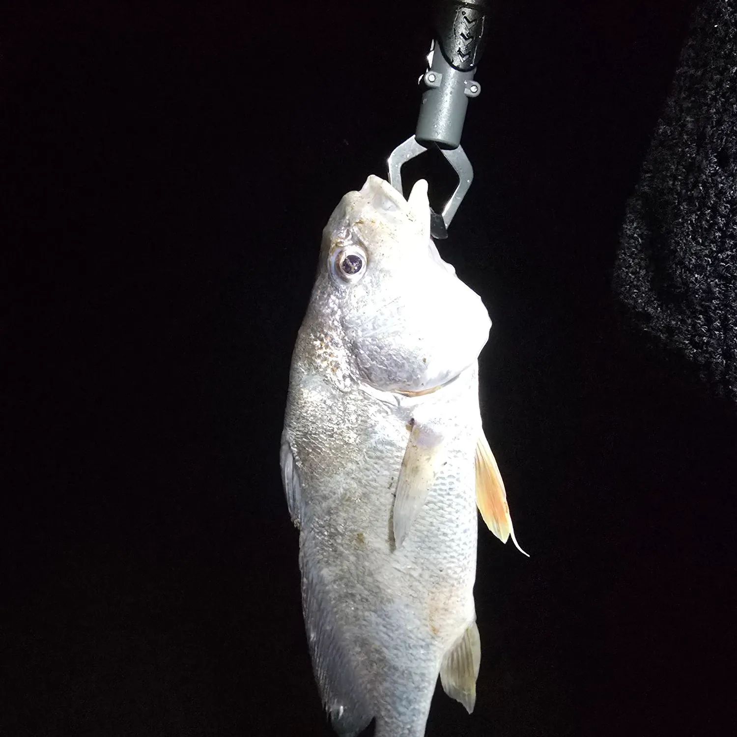Freshwater drum caught on Fishbrain
