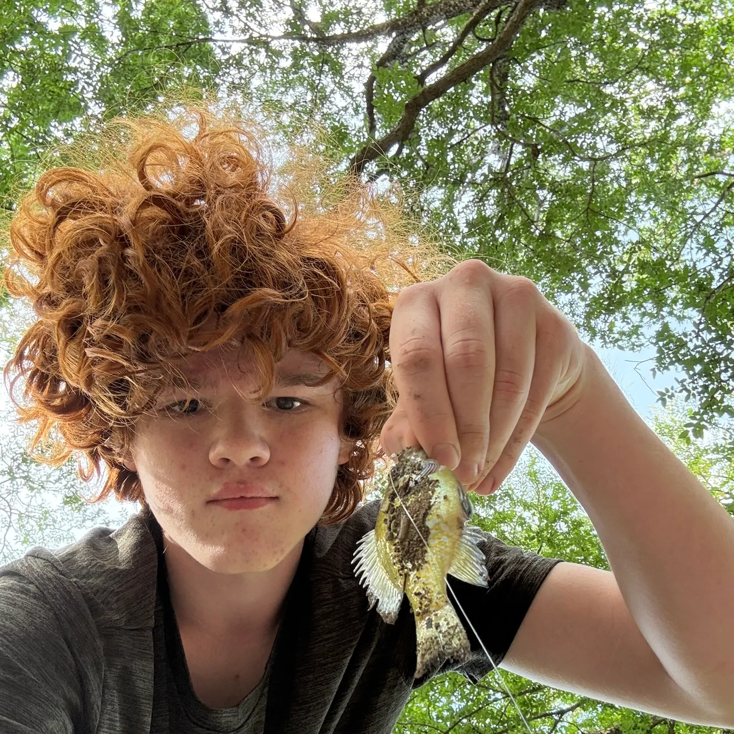 Bluegill caught on Fishbrain