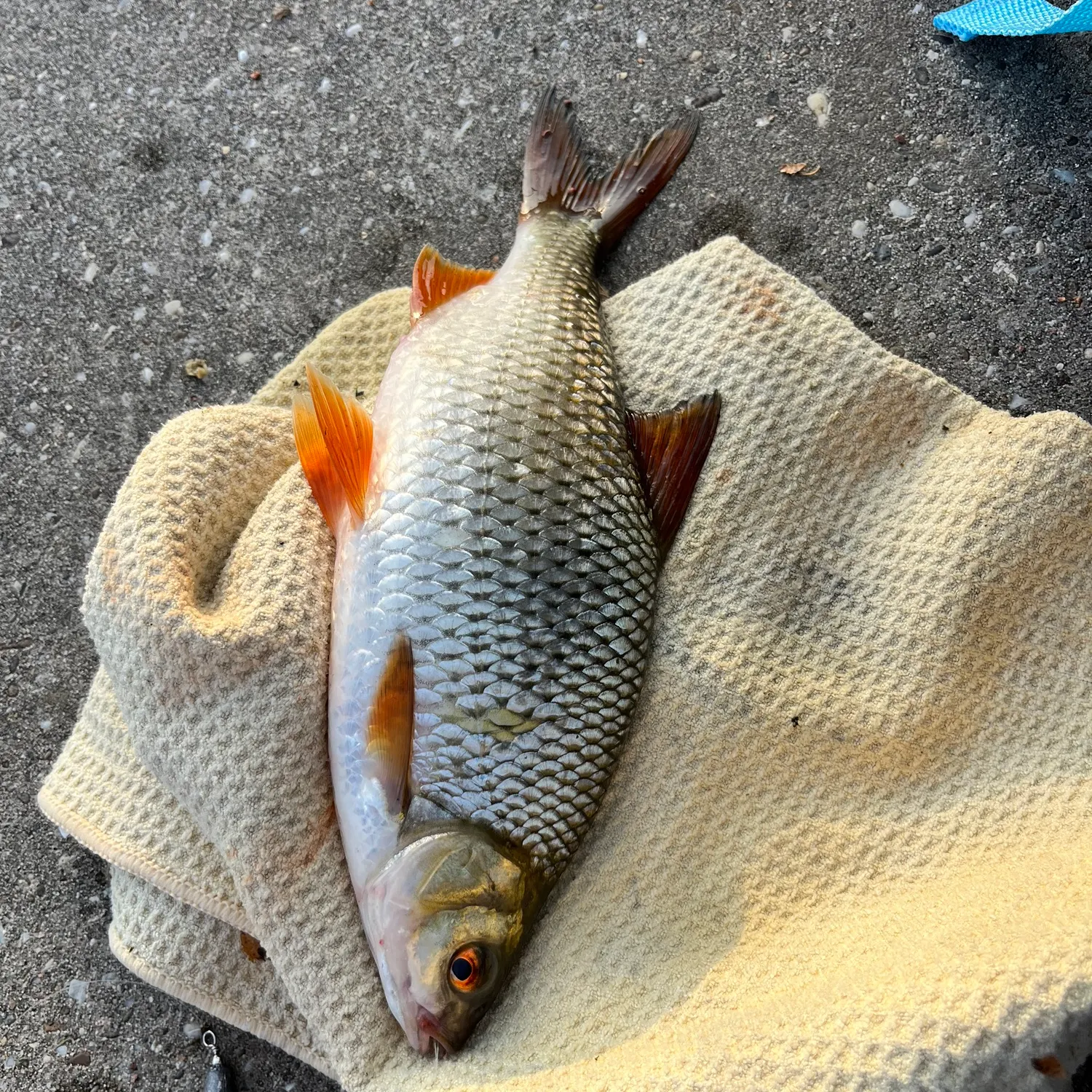 Common roach caught on Fishbrain