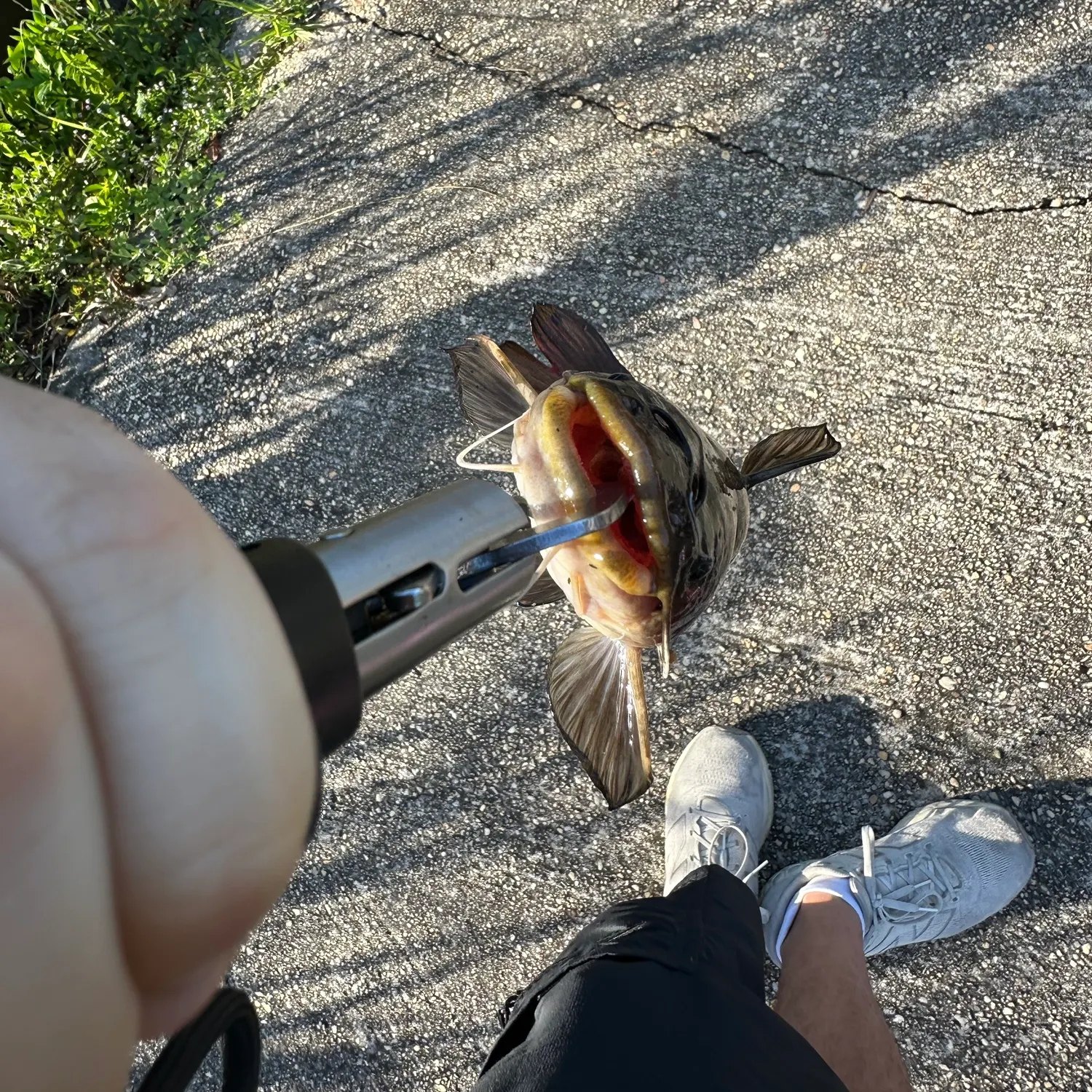 catch