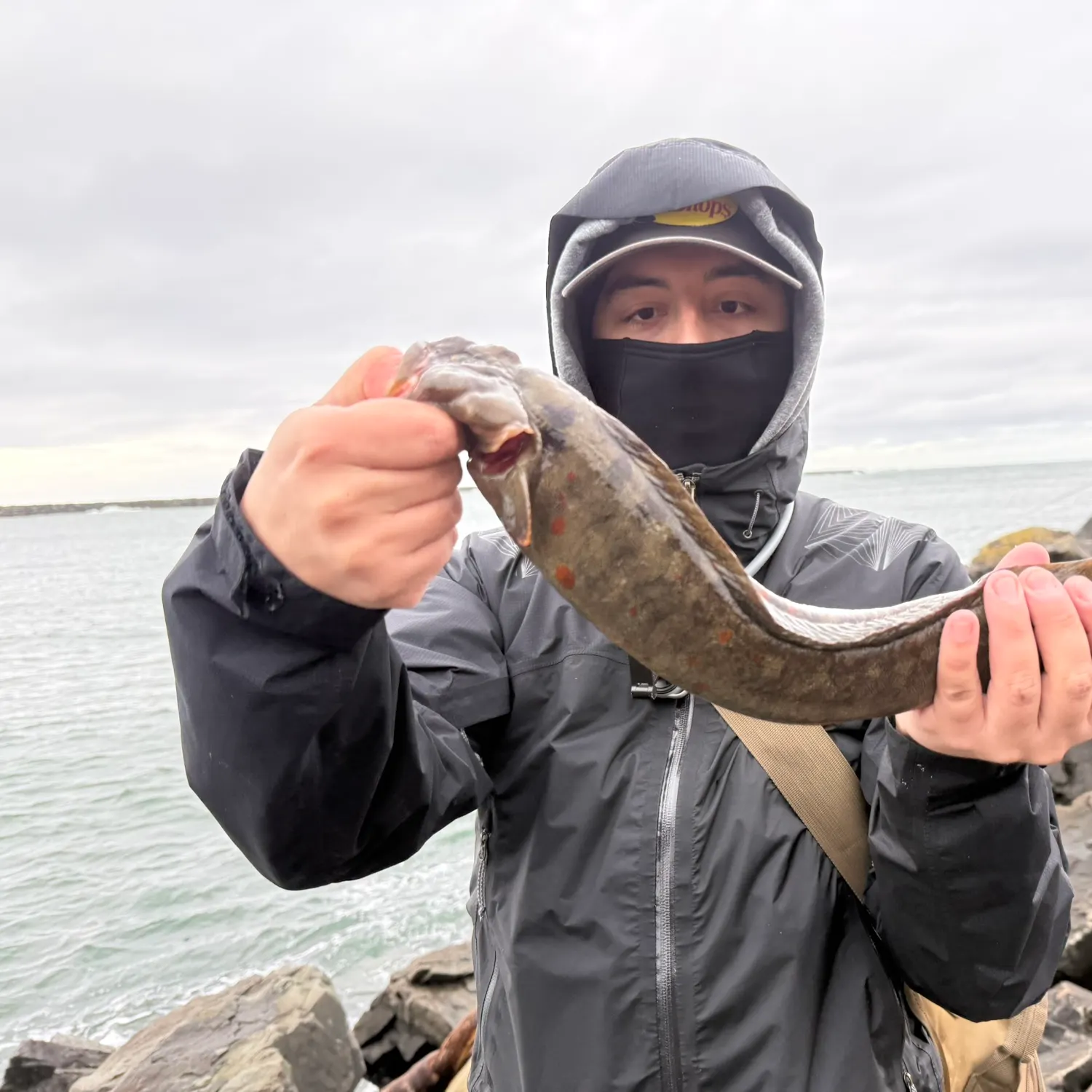 The most recent Wolf-eel catches on Fishbrain