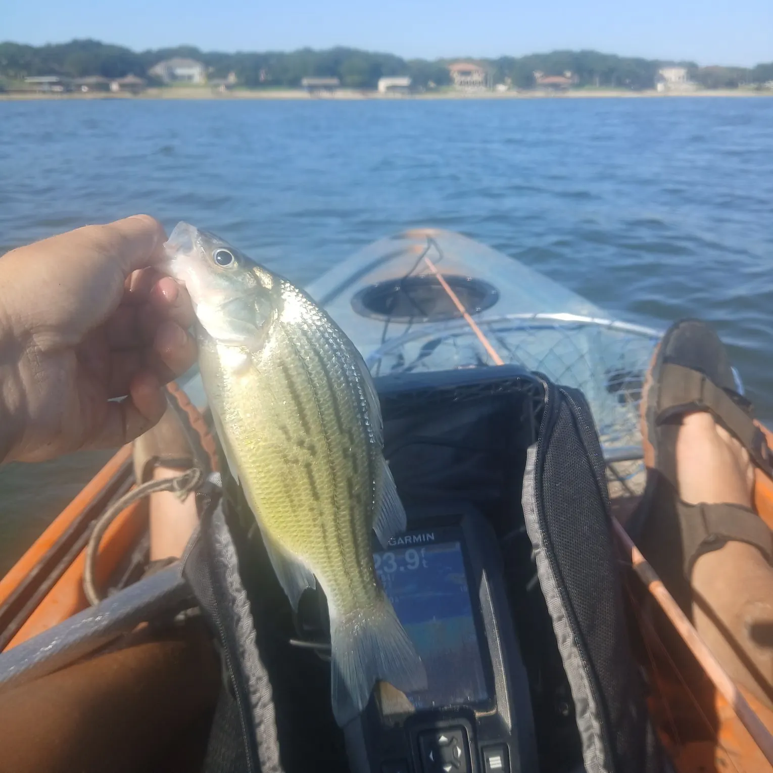 Yellow bass caught on Fishbrain
