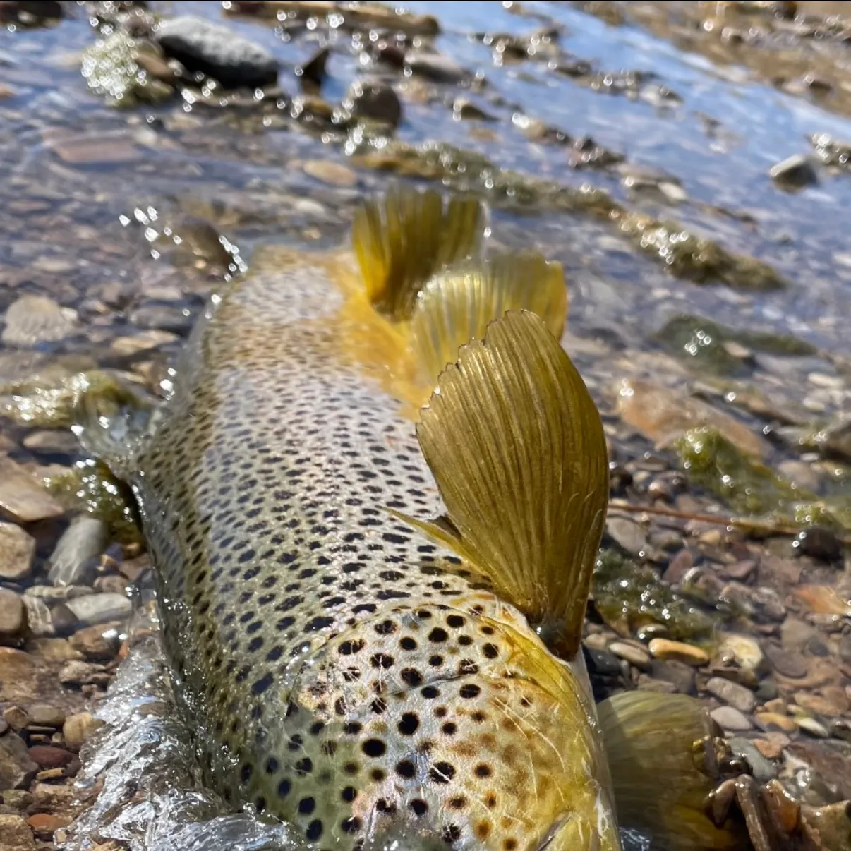 Fish caught on Fishbrain