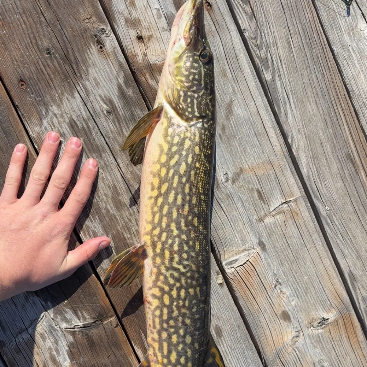 recently logged catches