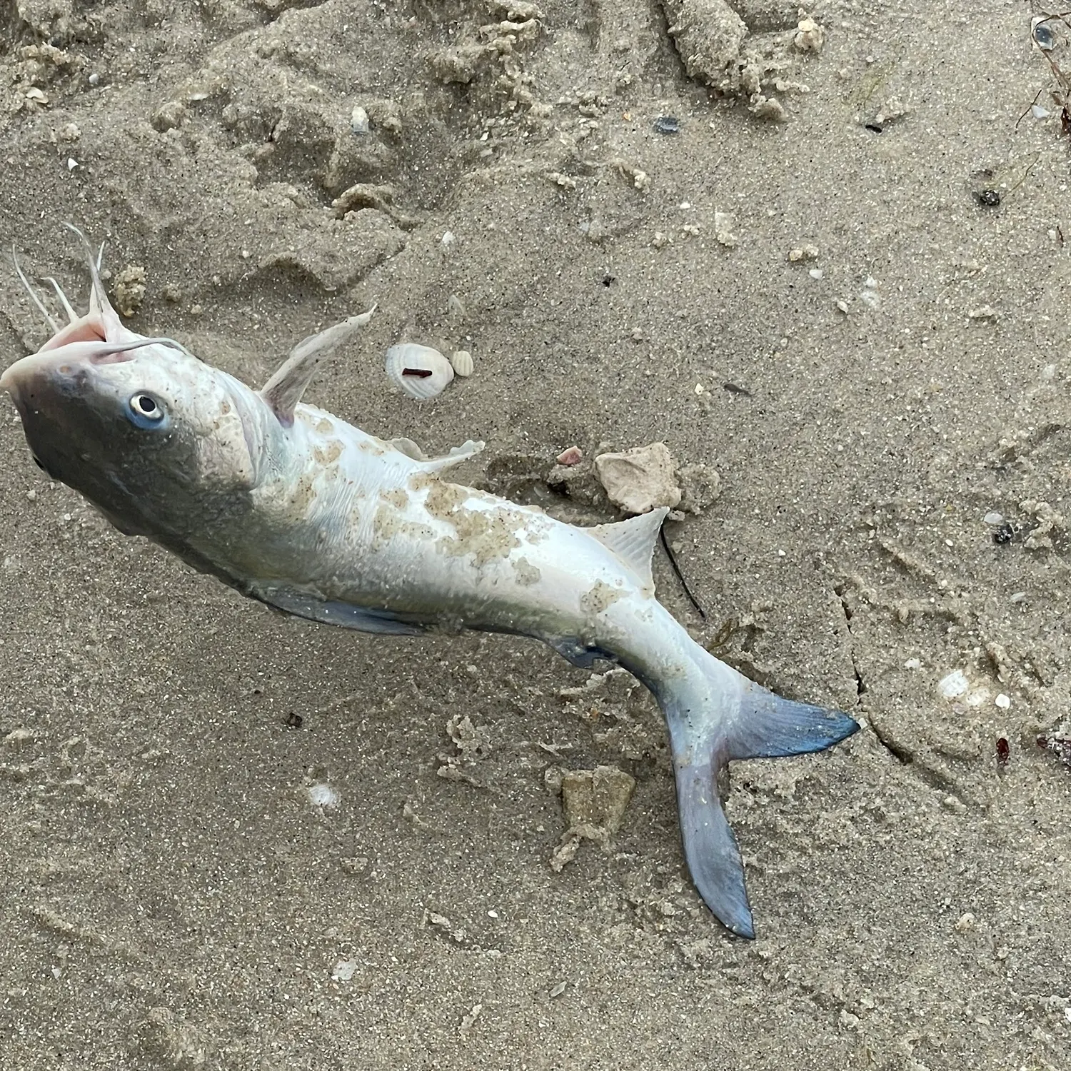 Gafftopsail sea catfish caught on Fishbrain