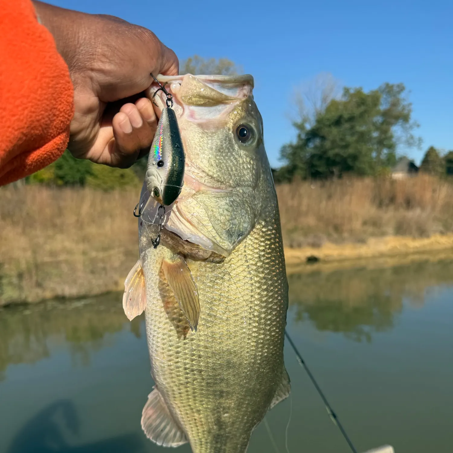 Largemouth bass caught on Fishbrain