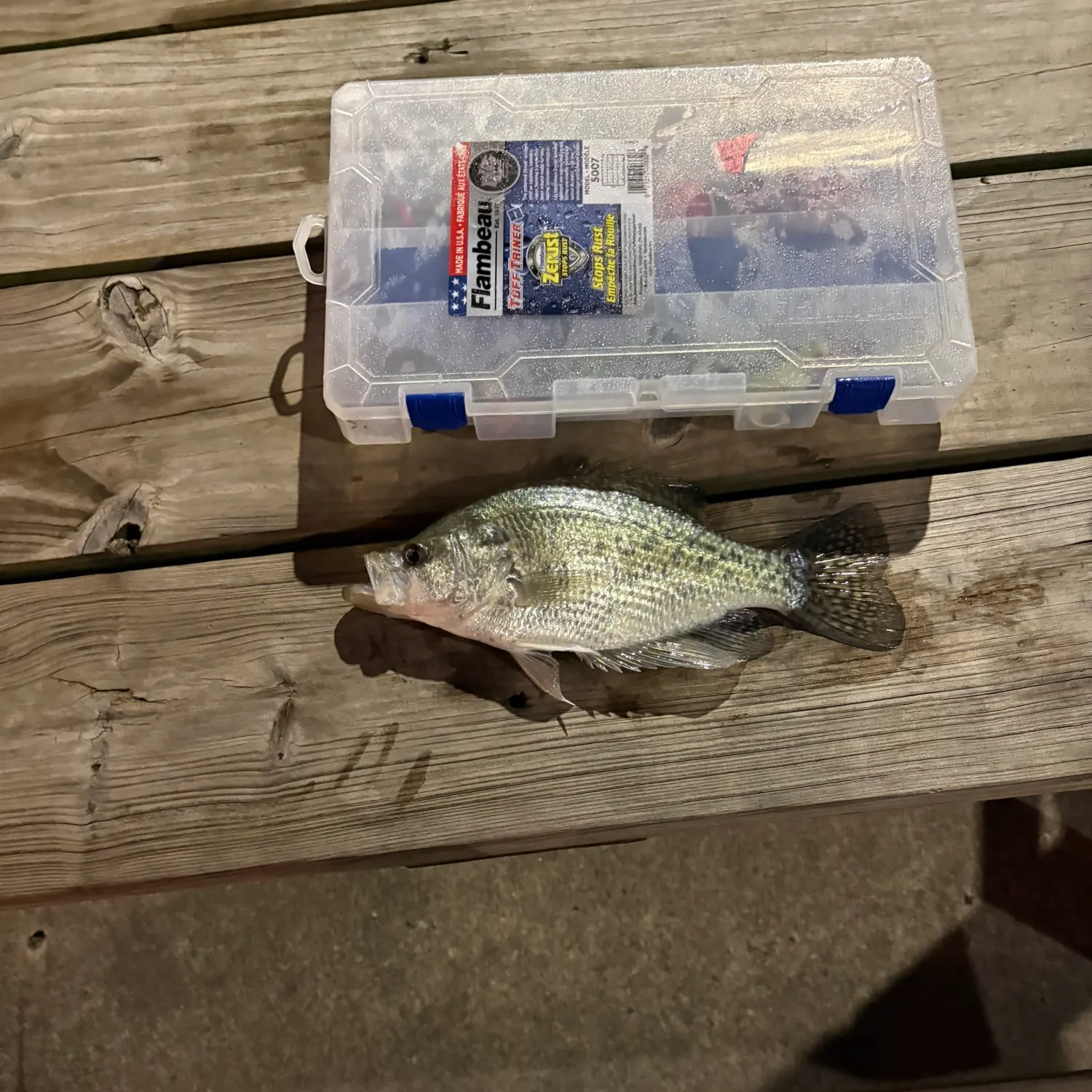 Black crappie caught on Fishbrain