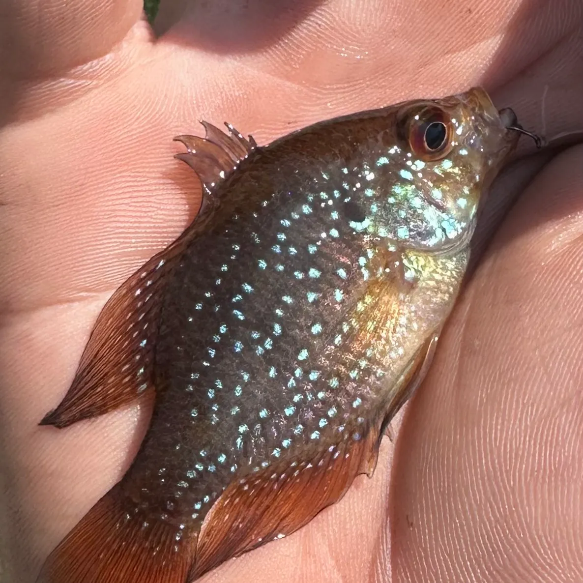 The most recent Bluespotted sunfish catches on Fishbrain