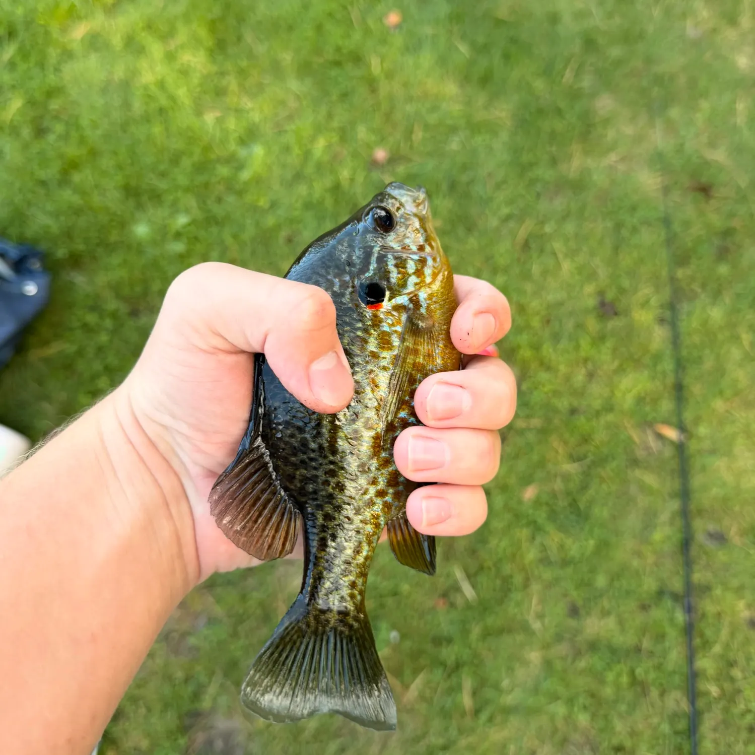 Pumpkinseed caught on Fishbrain