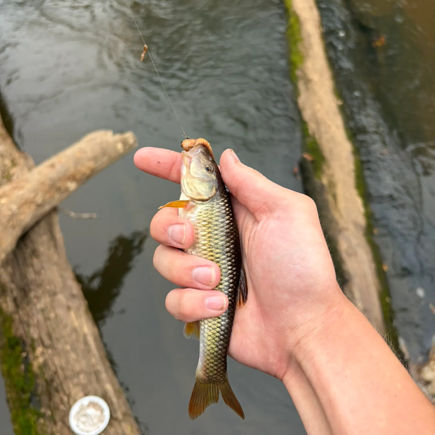 Creek chub caught on Fishbrain