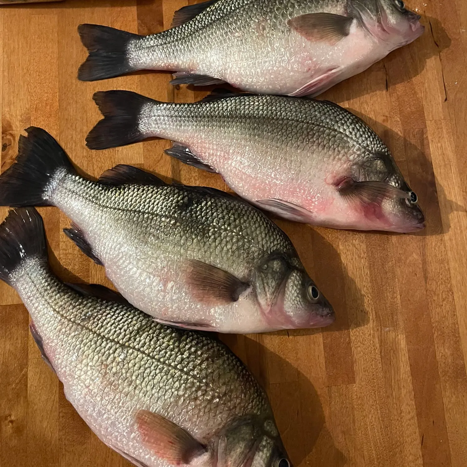 recently logged catches