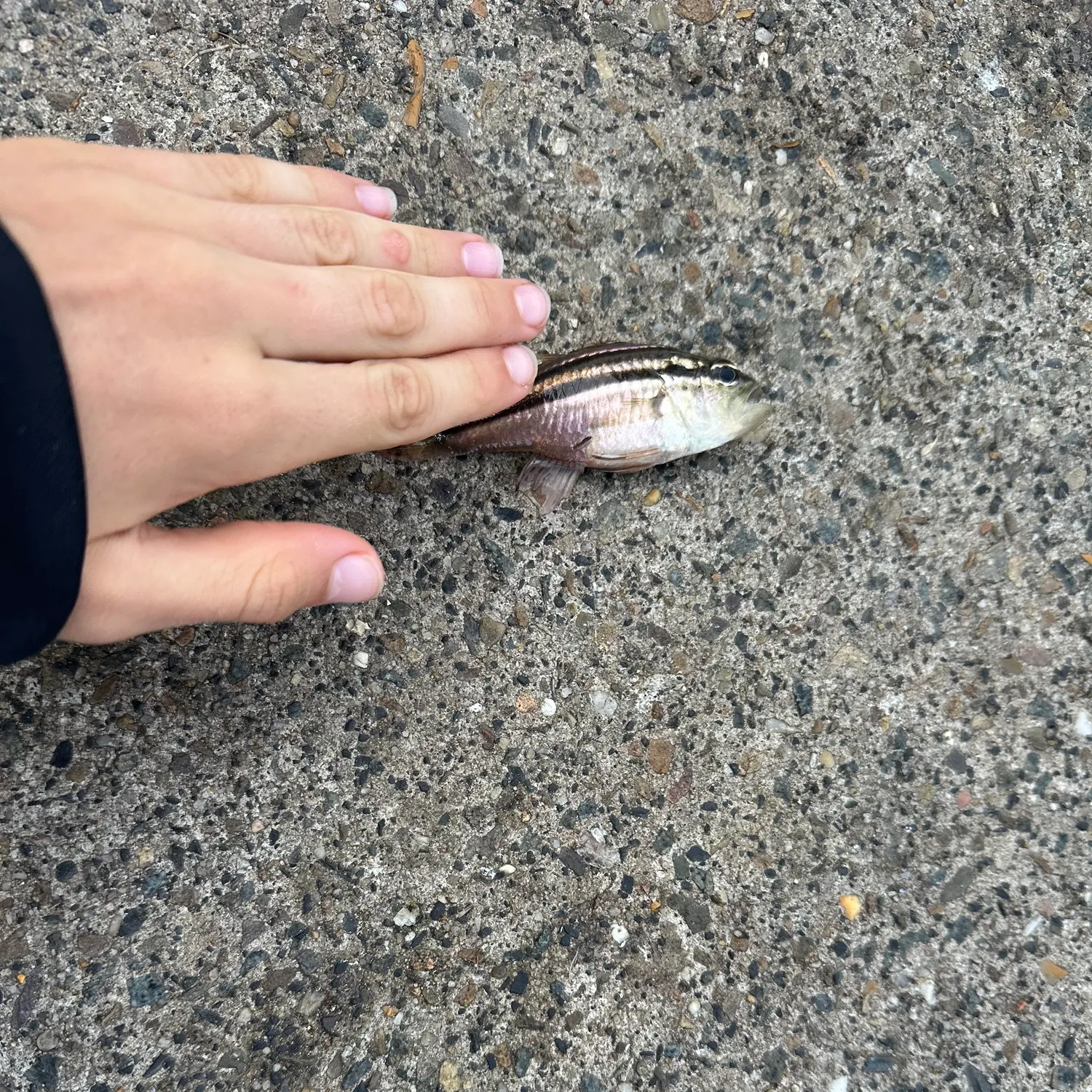 The most recent Shiner perch catches on Fishbrain