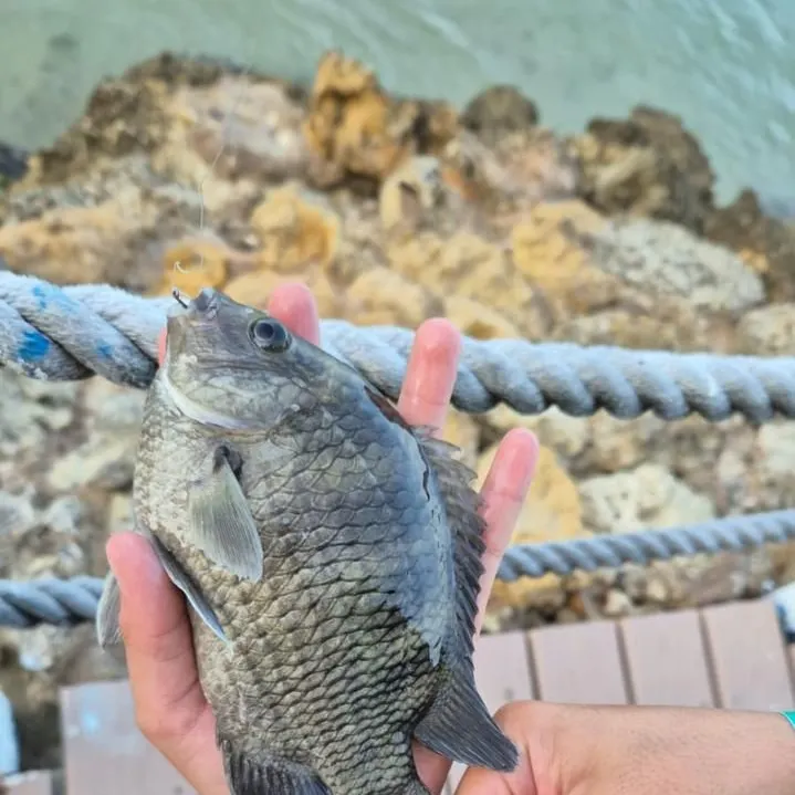 The most recent Night Sergeant catches on Fishbrain
