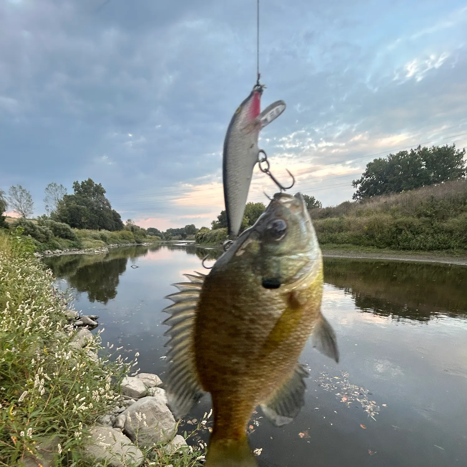 Bluegill caught on Fishbrain