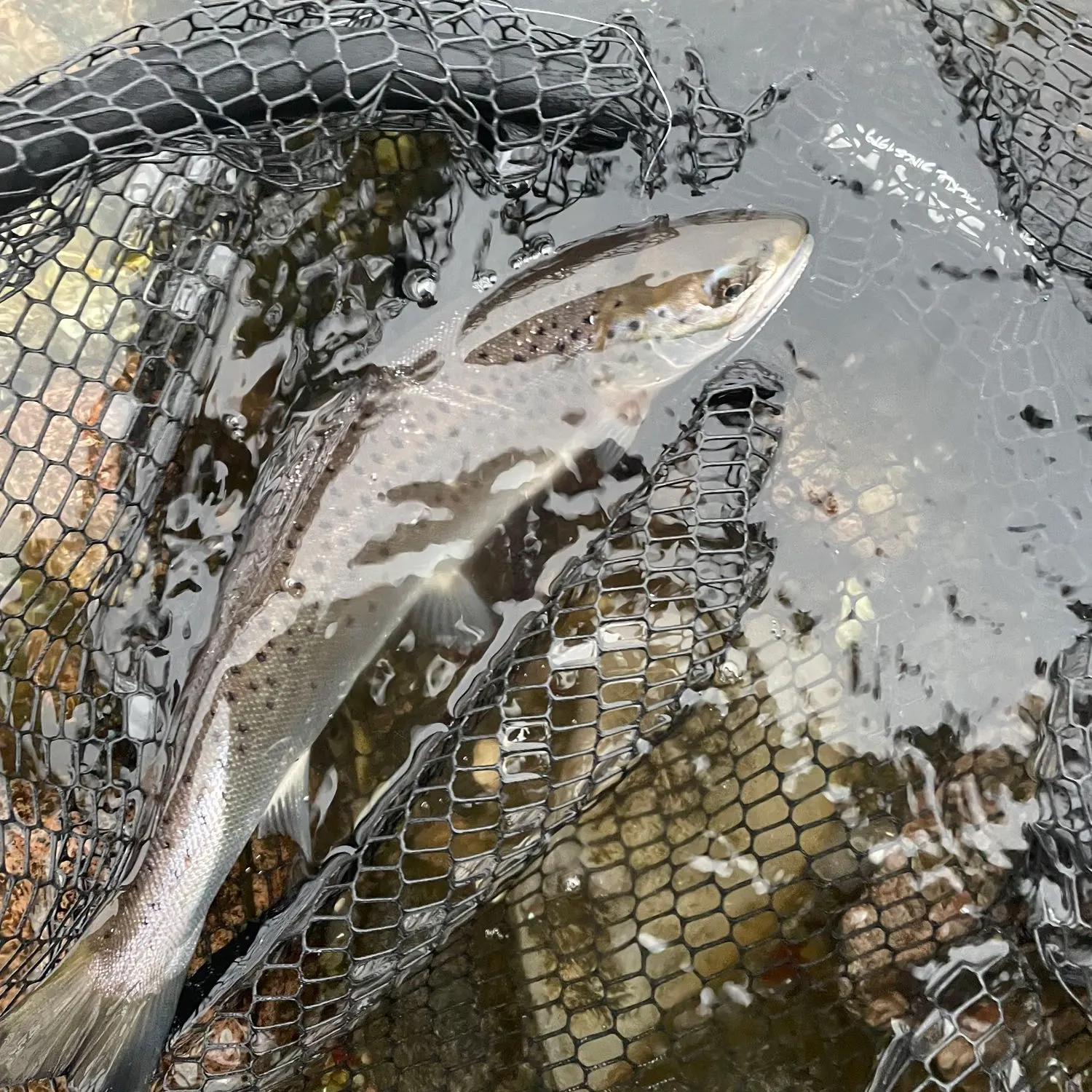 Sea trout caught on Fishbrain