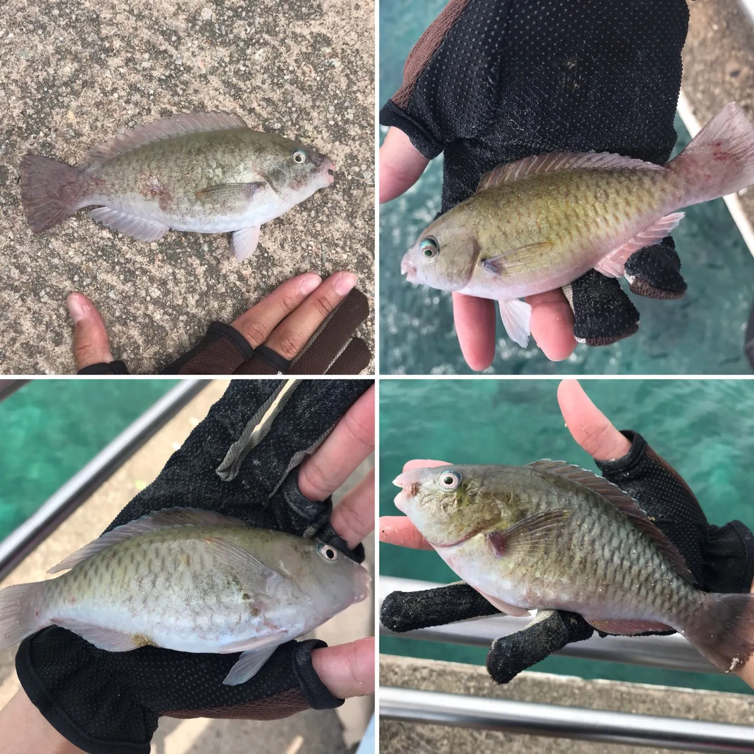 recently logged catches