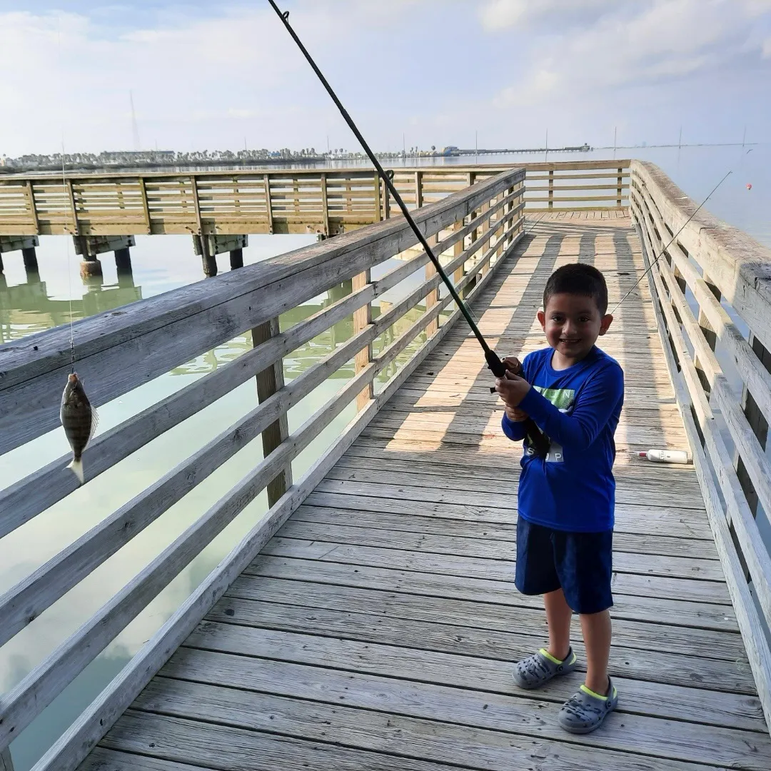 The most recent Sheepshead catches on Fishbrain