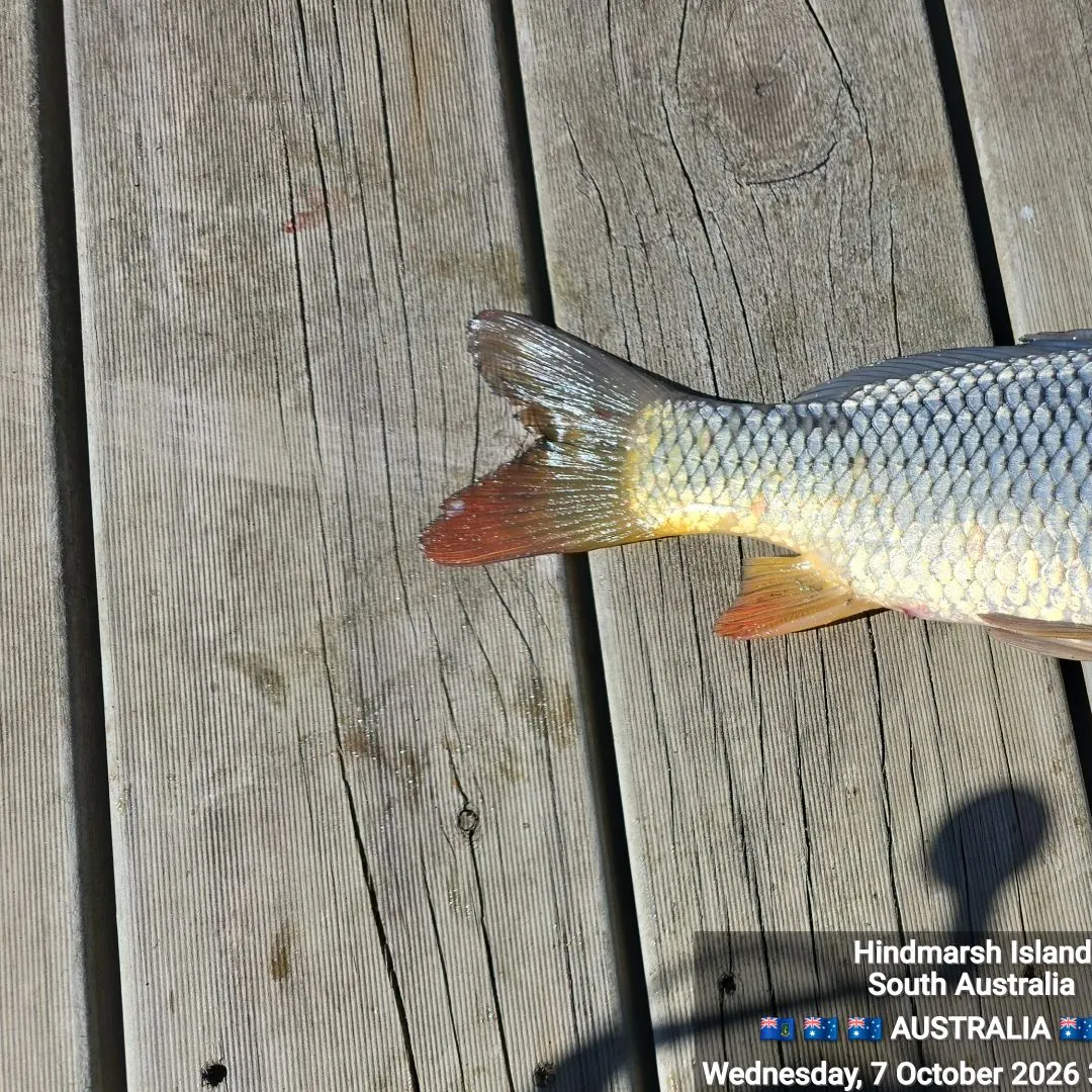 Common carp caught on Fishbrain